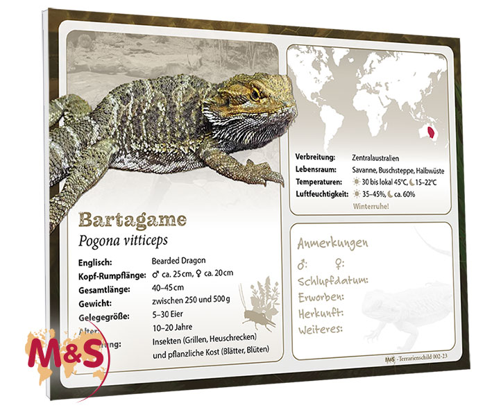 Terrarienschild  (Zooschild) Bartagame, Pogona vitticeps