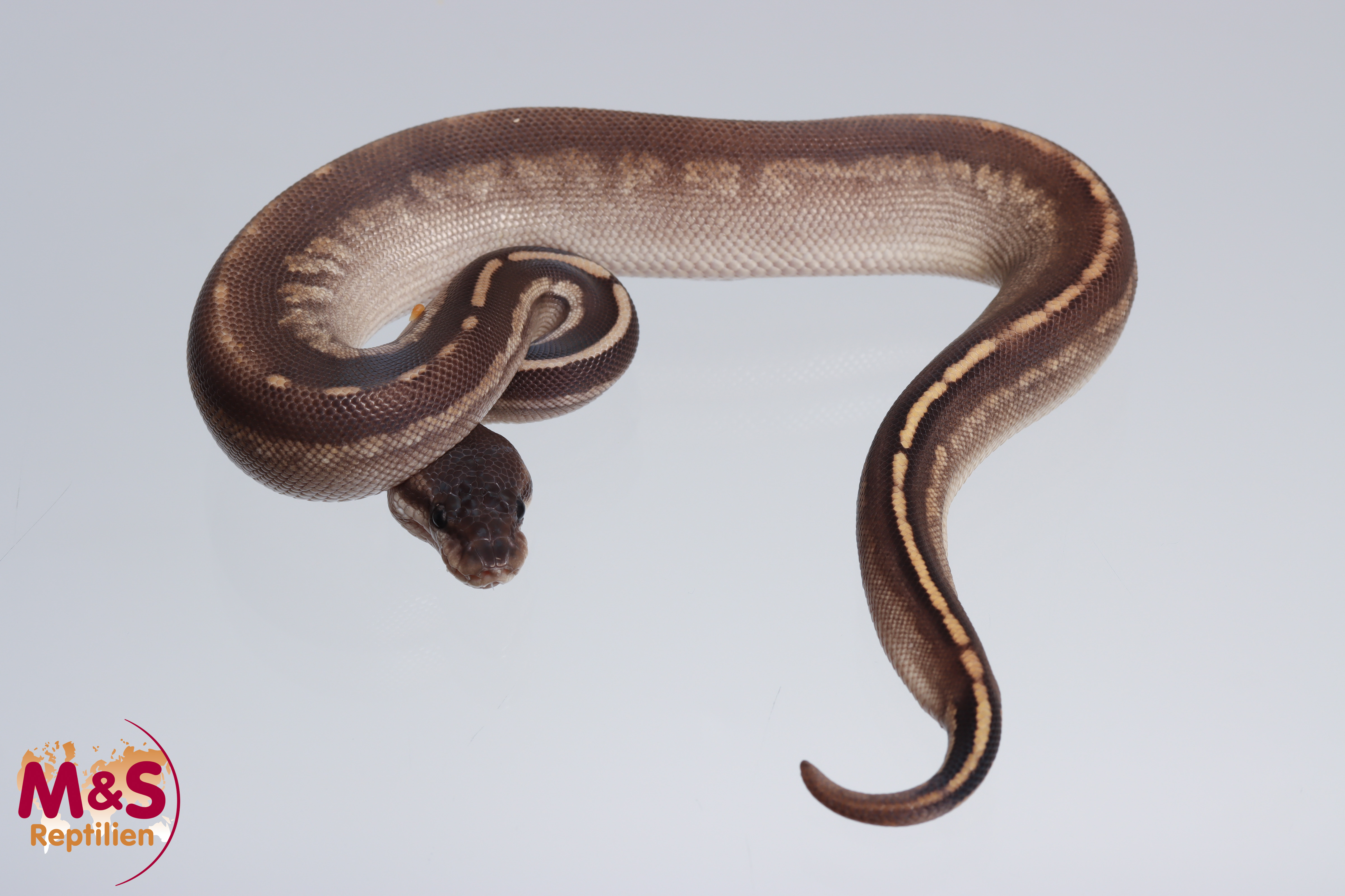 0.1 (Female) Stranger Mojave Black Pastel poss. Leopard Königspython NZ´M&S´23 P. regius