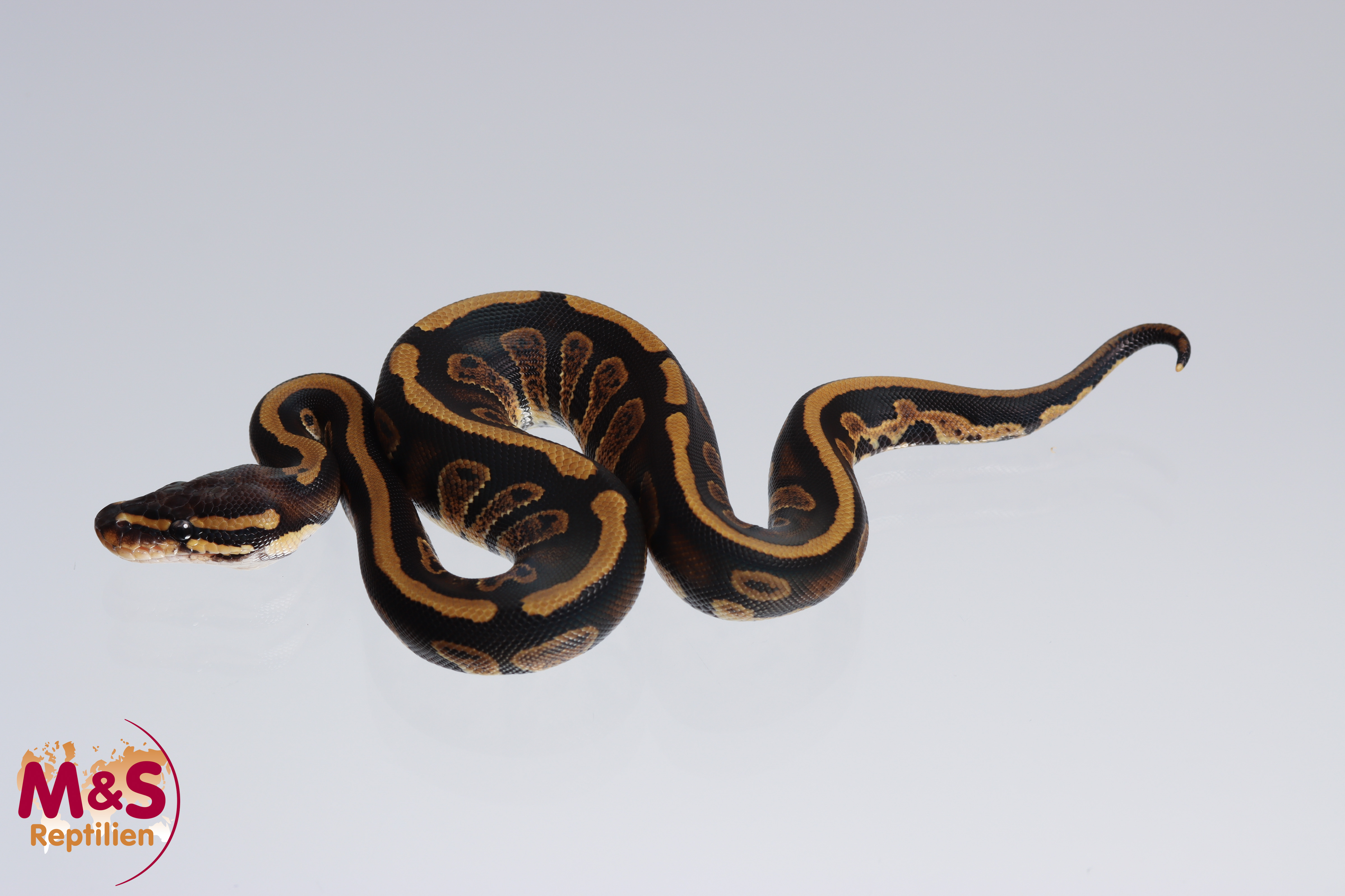 0.1 (Female) Stranger - 100% hetero Clown 50% poss. hetero Piebald Königspython NZ´M&S´22 Python reg
