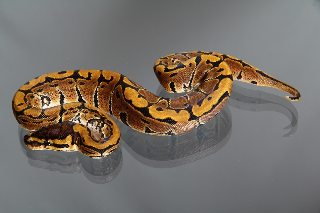 Female (0.1) "Creme" Ball (Geprüft) NZ´M&S´14 Python regius