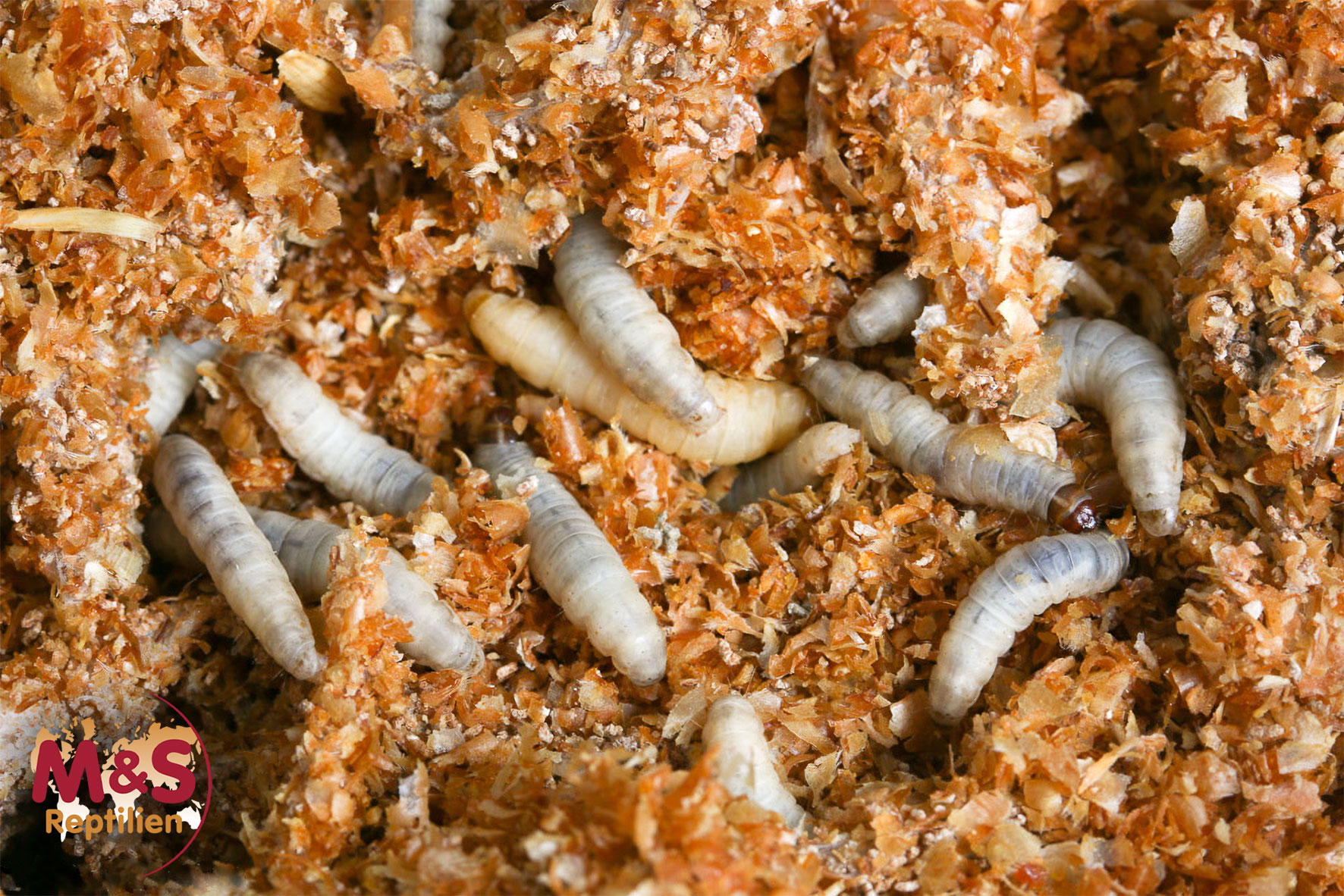 Wachsraupen (Zuchtansatz)