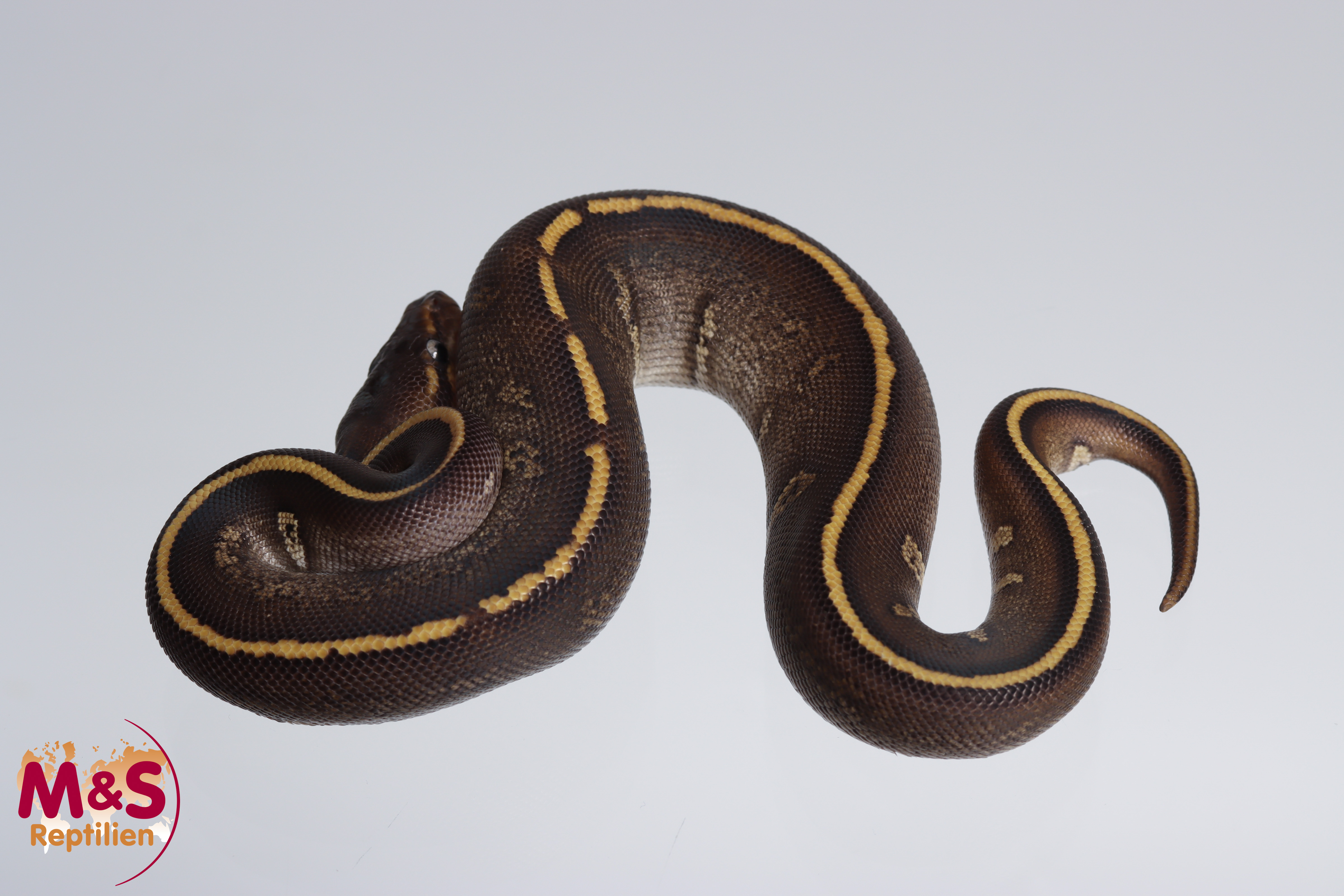 0.1 (Female) Pastel - Stranger Yellowbelly (?) 50% poss. Piebald Königspython NZ´M&S´23 Python regiu