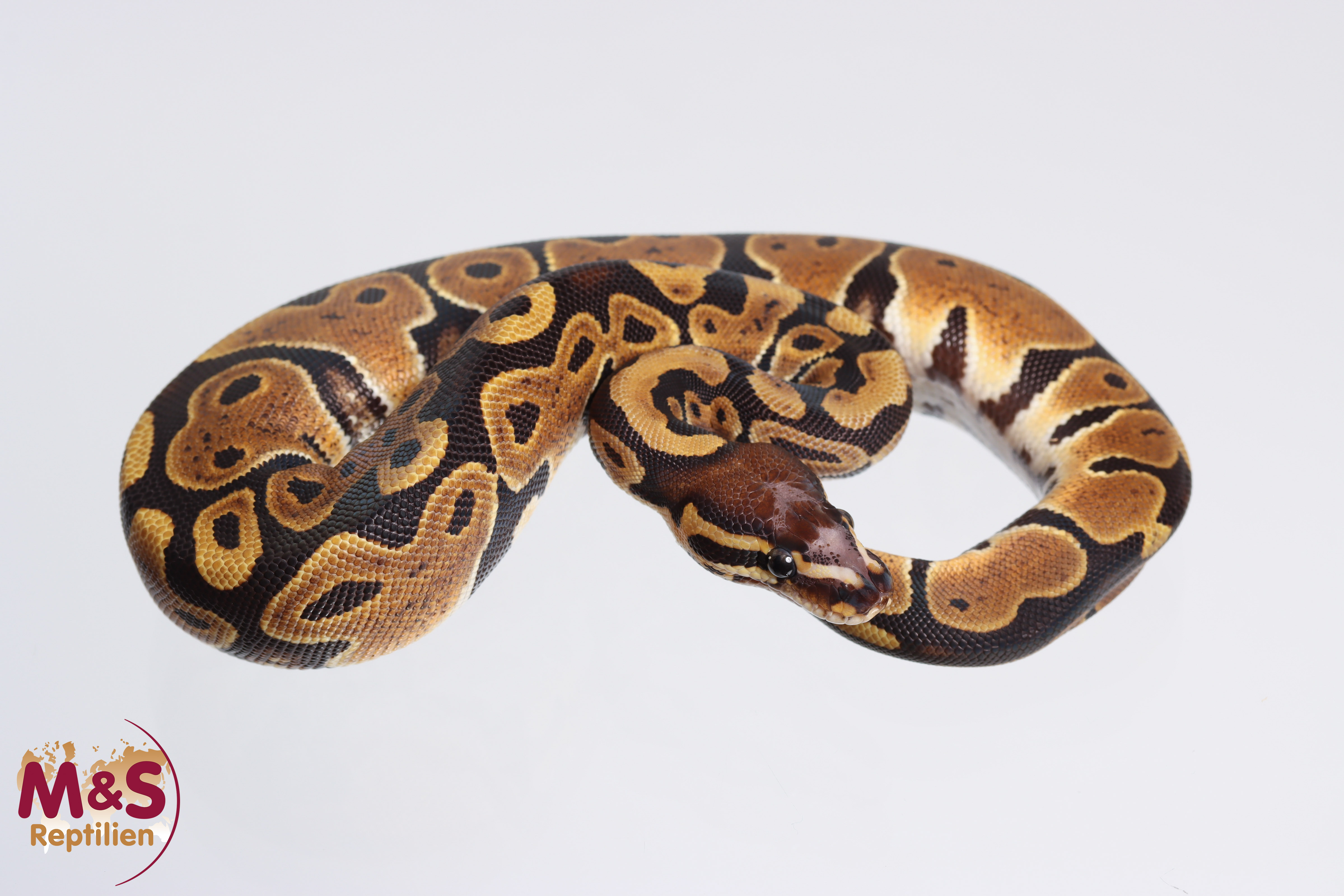 1.0 (Male) Scaleless Head 100 % het Ultramel 66% hetero Piebald Königspython NZ´M&S´22 Python regius