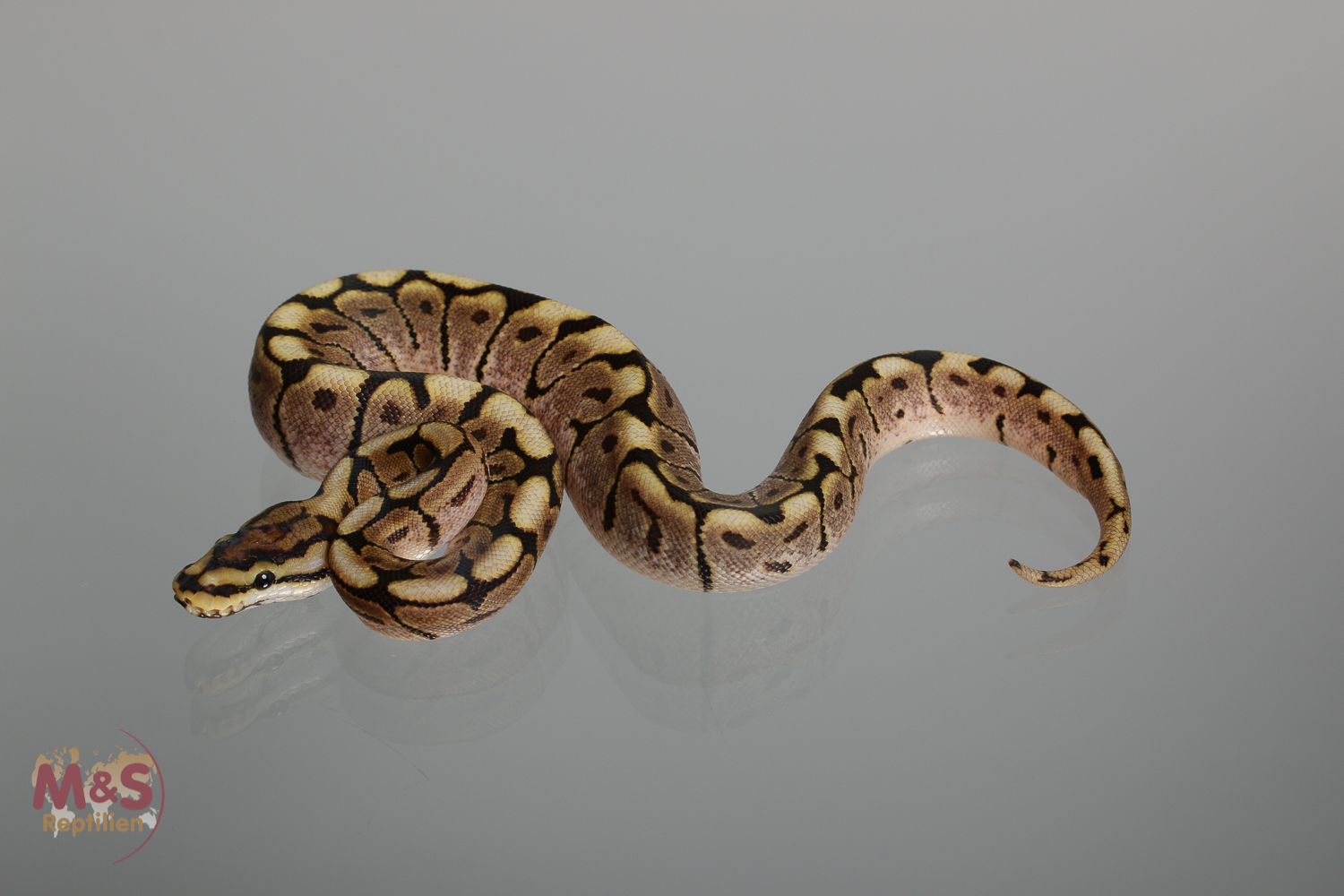 1.0 (Male) Gravel- Spider Königspython NZ´M&S´17 Python regius