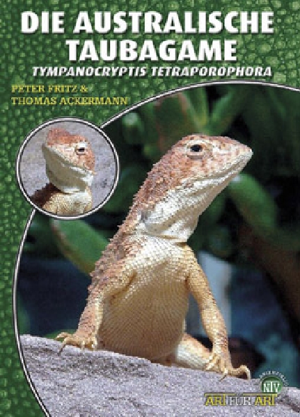 Die Australische Taubagame - Tympanocryptis tetraporophora (Peter Fritz & Thomas Ackermann)