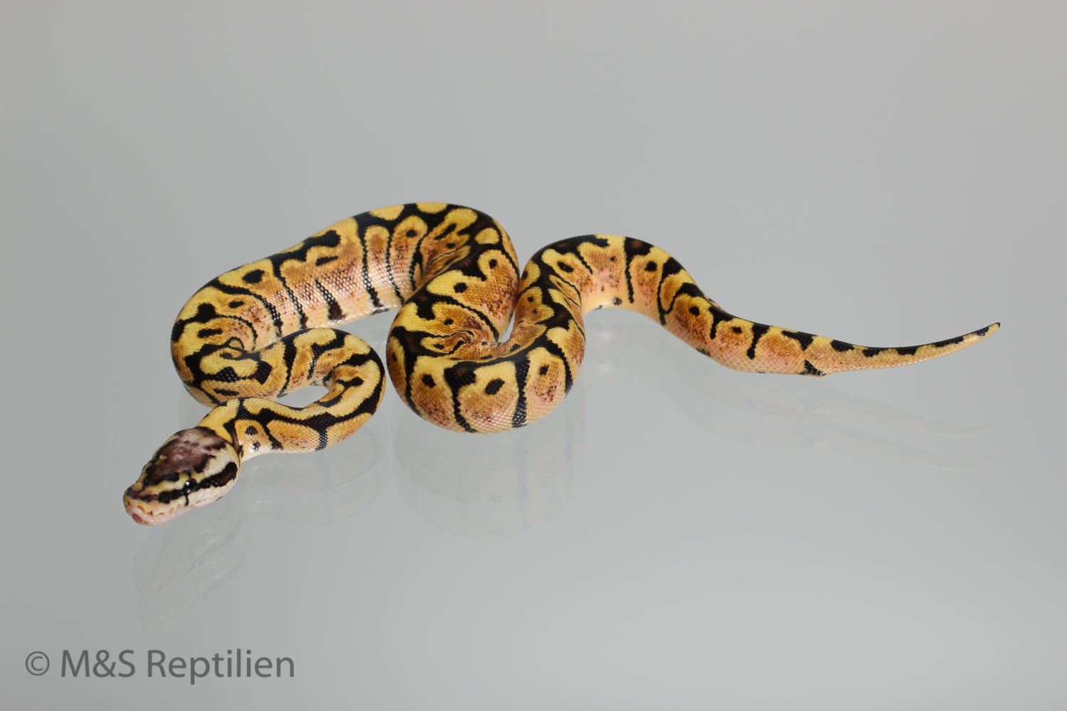 0.1 (Female) Super Tiger-Pastel  Königspython NZ´M&S´16 Python regius