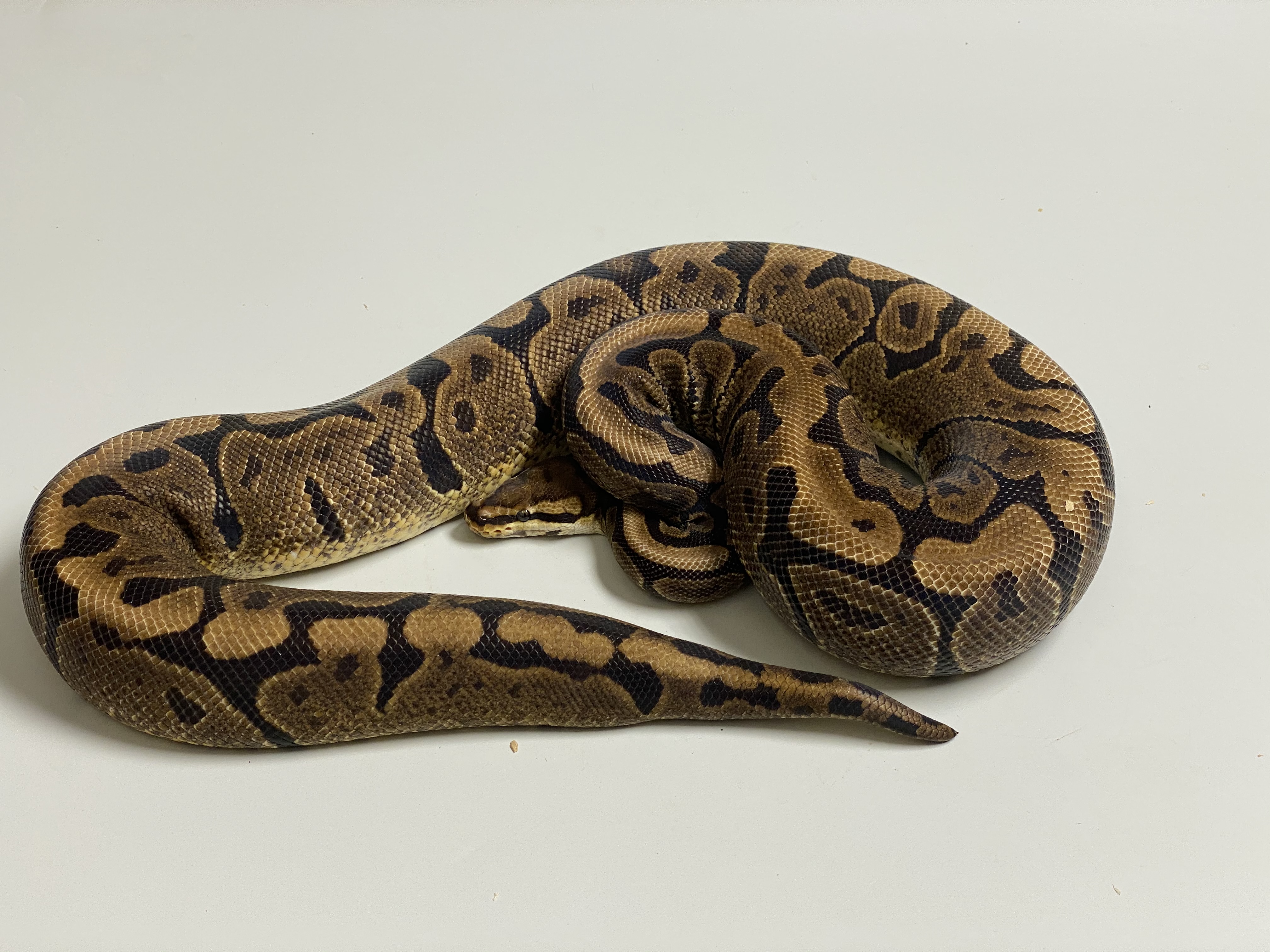 0.1 ( Female) Woma - Circle Königspython NZ´M&S´16 Python regius