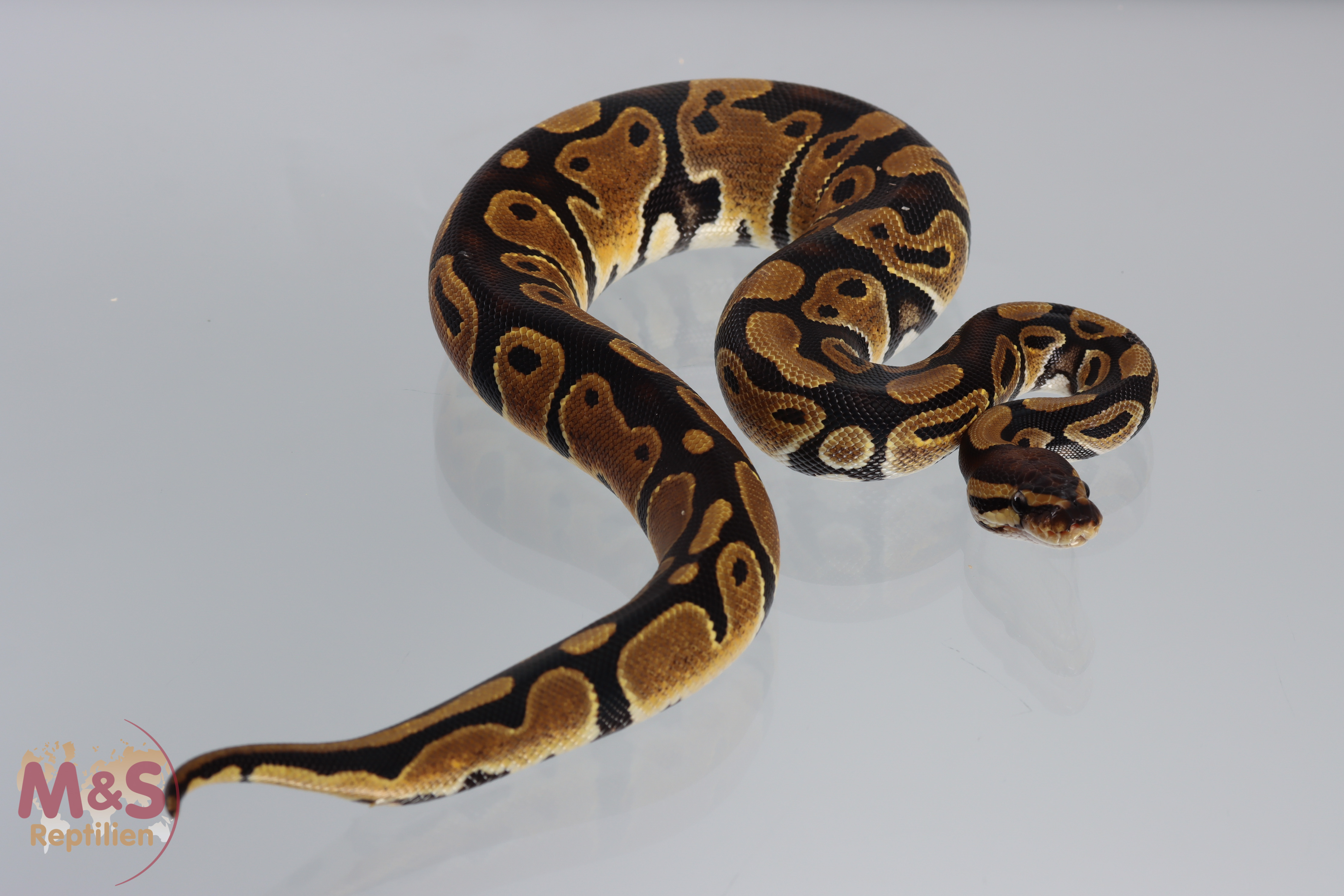 0.1 (Female) 100% doppel hetero Albino - Piebald Königspython NZ´M&S´21 Python regius