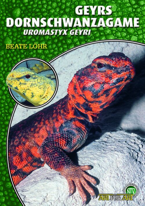 Geyrs Dornschwanzagame - Uromastyx geyri (Beate Löhr)