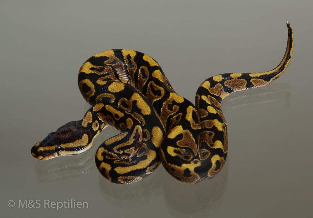 Female (0.1) Poss. Gravel (Poss. Highway-Maker)1300gr. NZ´M&S´15 Python regius