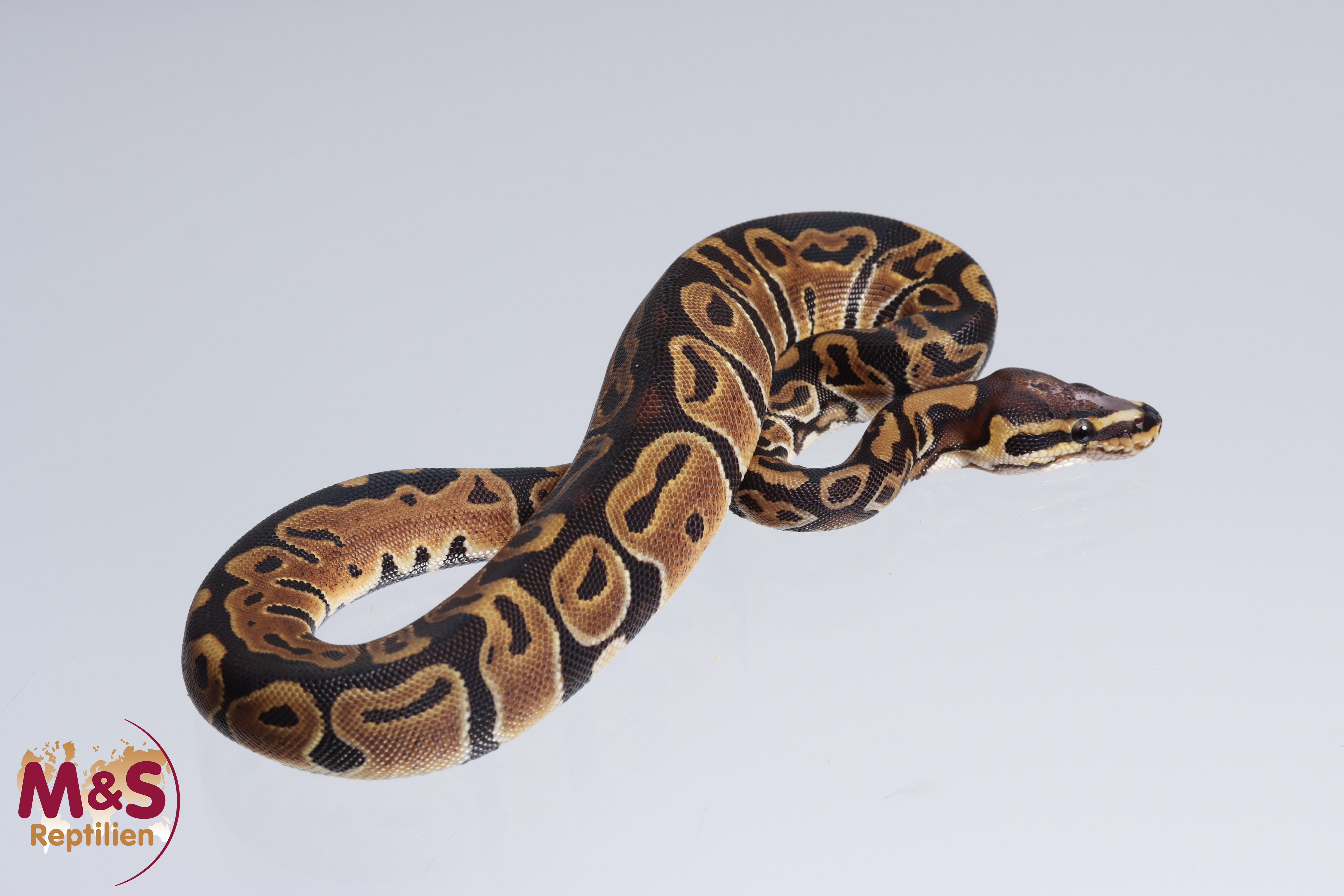 1.0 (Male) Scaleless Head 66% hetero Piebald Königspython NZ´M&S´22 Python regius