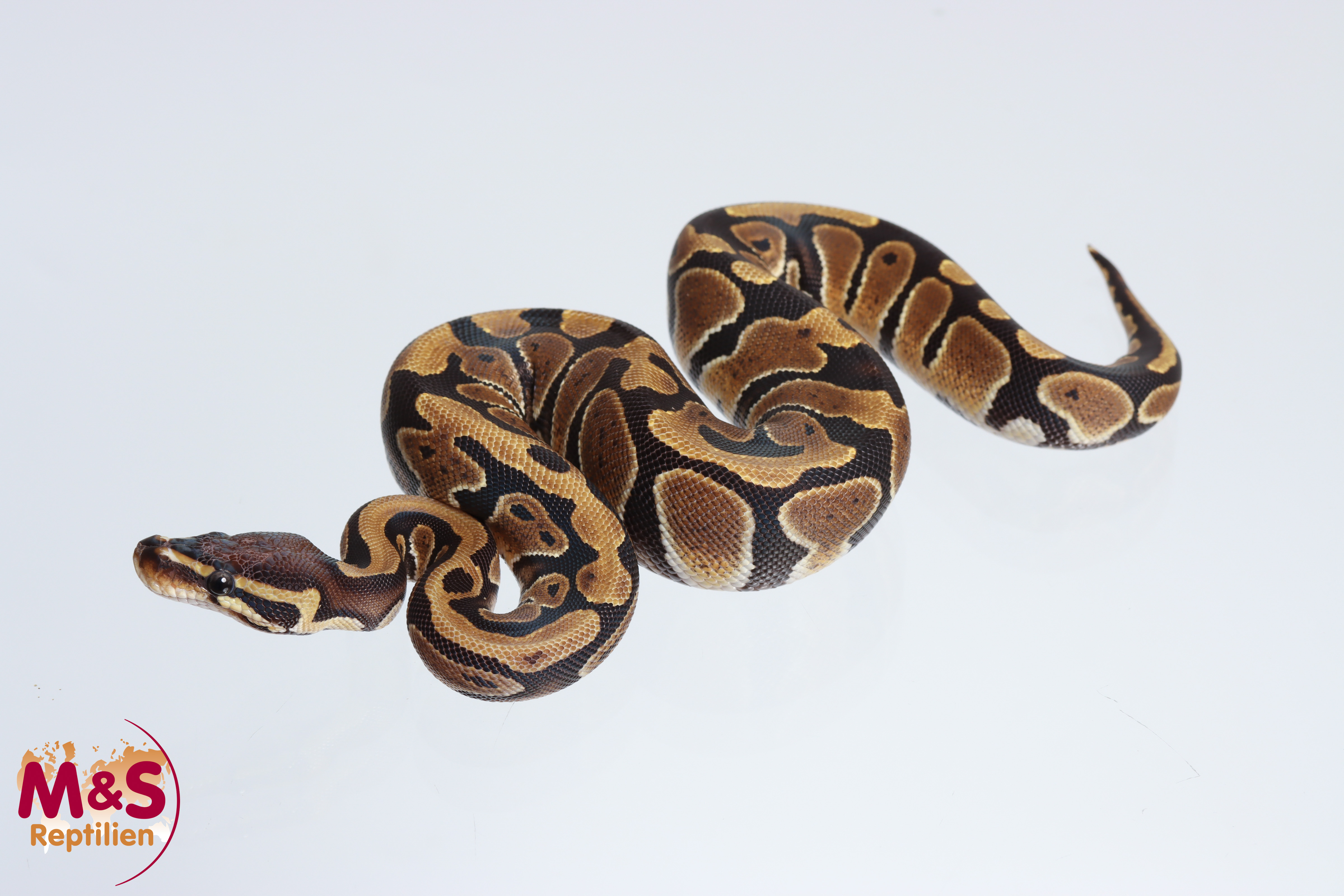 0.1 (Female) Scaleless Head 66% hetero Piebald Königspython NZ´M&S´24 Python regius