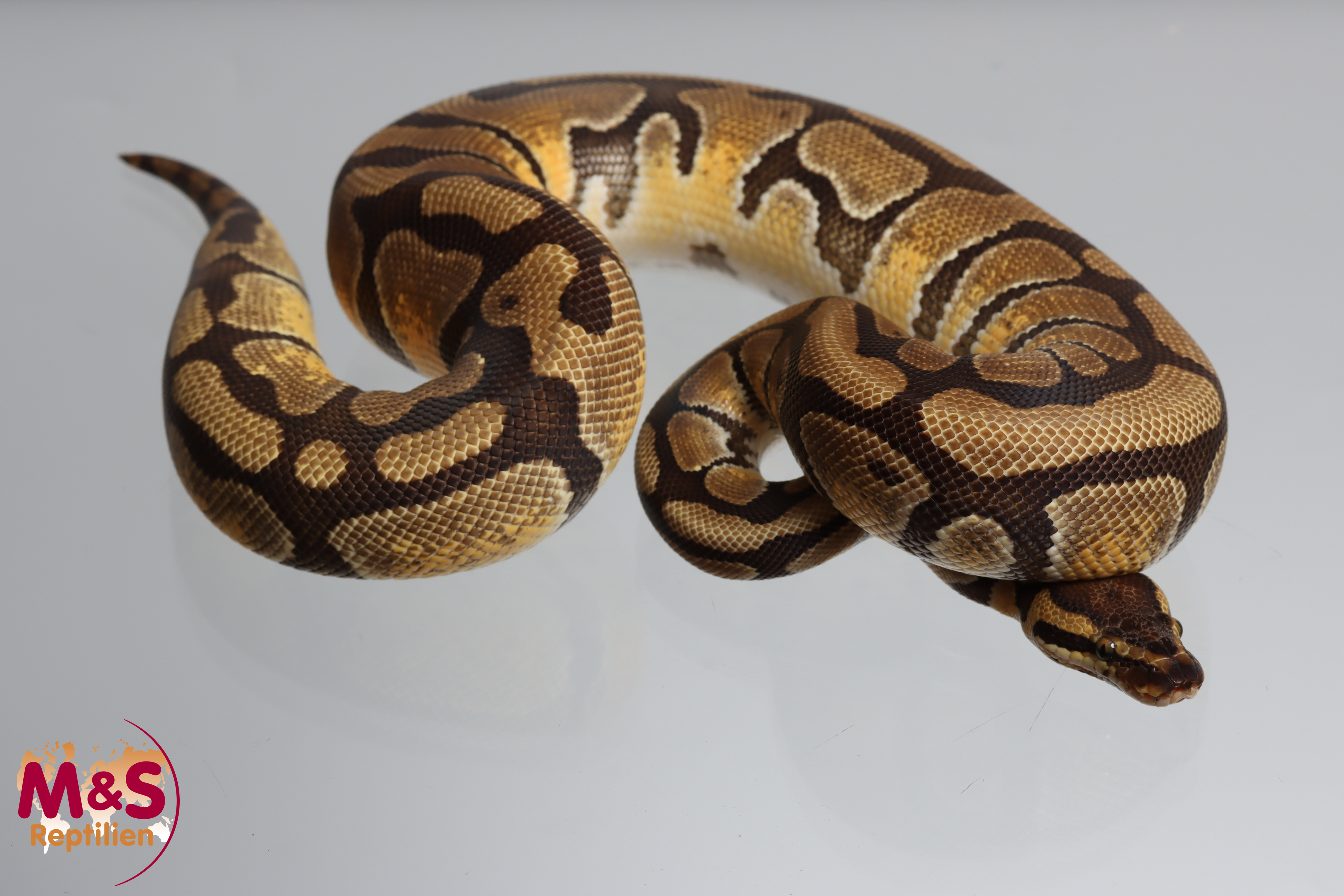 0.1 (Female) Enchi DH poss. Desert Ghost-Clown Königspython NZ´M&S´23 Python regius