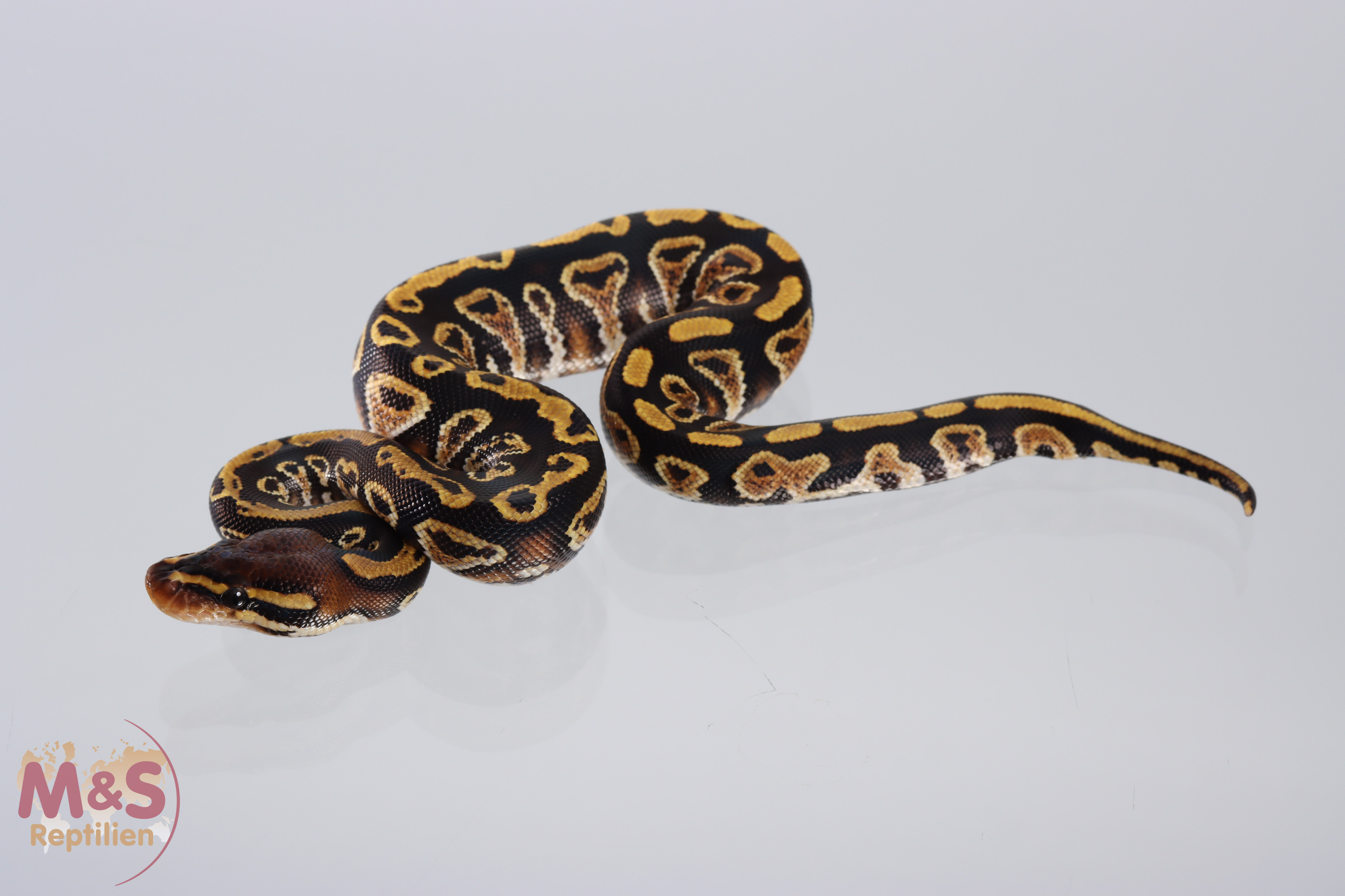 1.0 (Male) Bongo poss. Yellowbelly Königspython NZ´M&S´21 Python regius