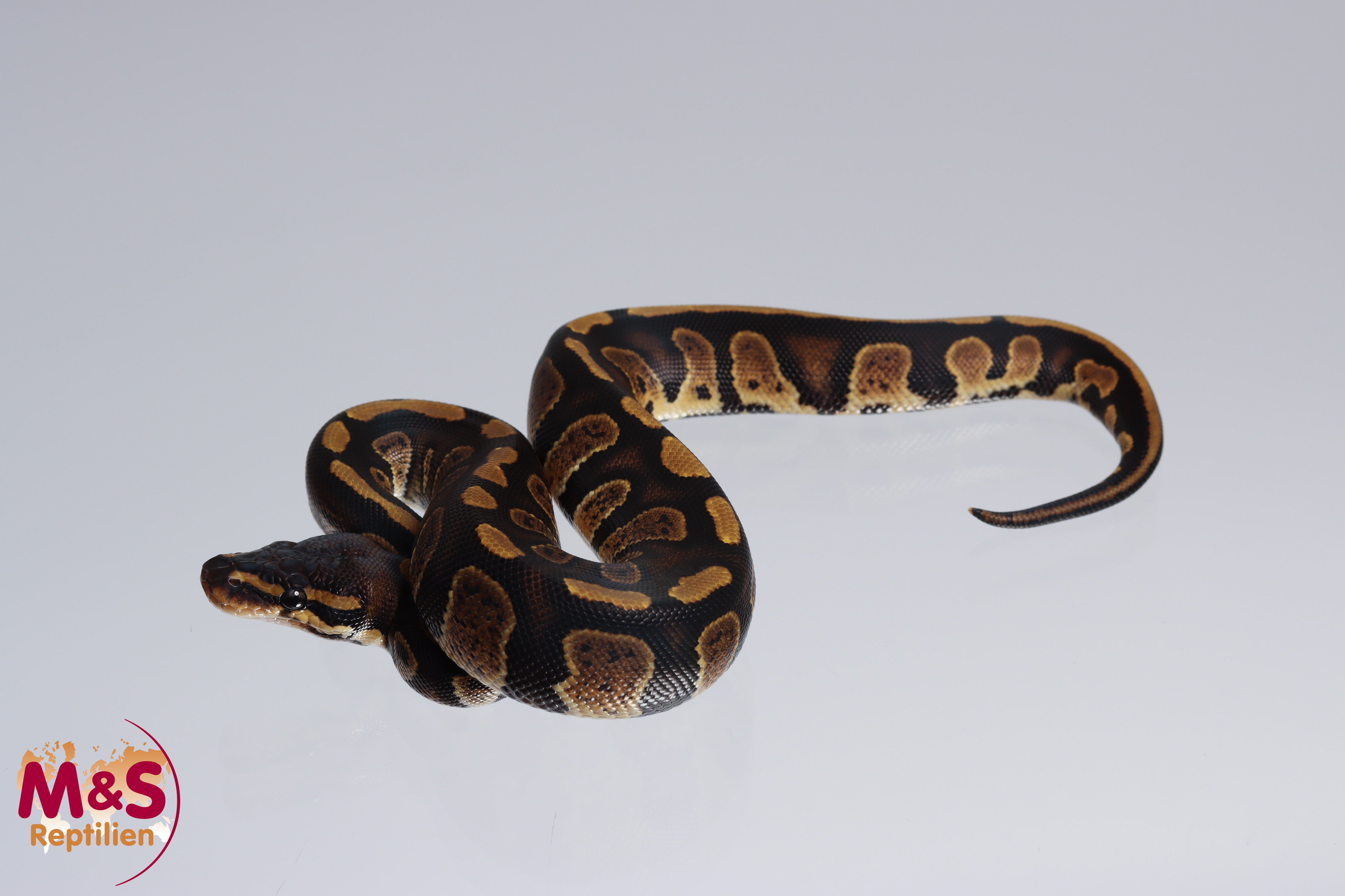 0.1 (Female) Stranger - 100% hetero Clown 50% poss. hetero Piebald Königspython NZ´M&S´22 Python reg