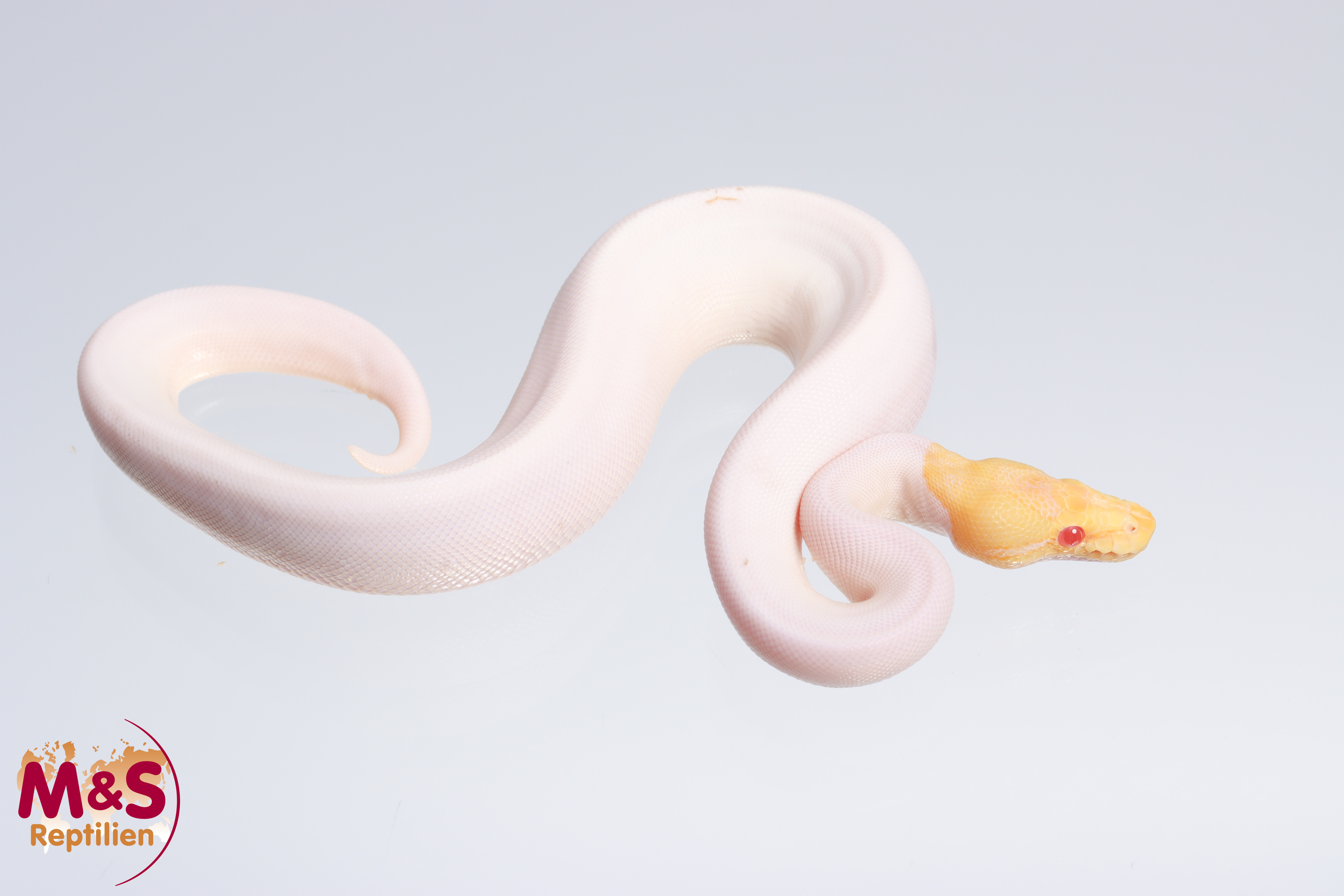 0.1 (Female) Albino - Piebald - Spider Königspython NZ´M&S´22 Python regius