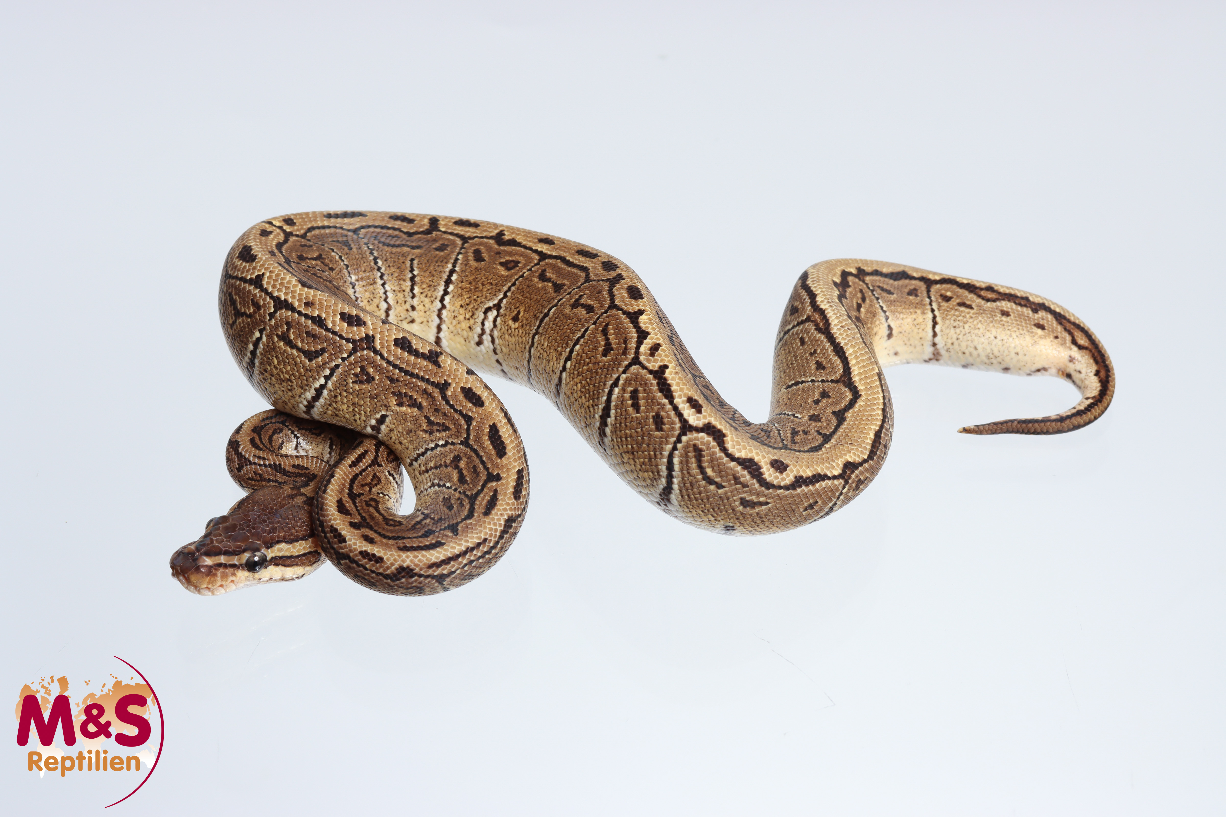 0.1 (Female)  Hurricane - Pinstripe Königspython NZ´M&S´24 Python regius
