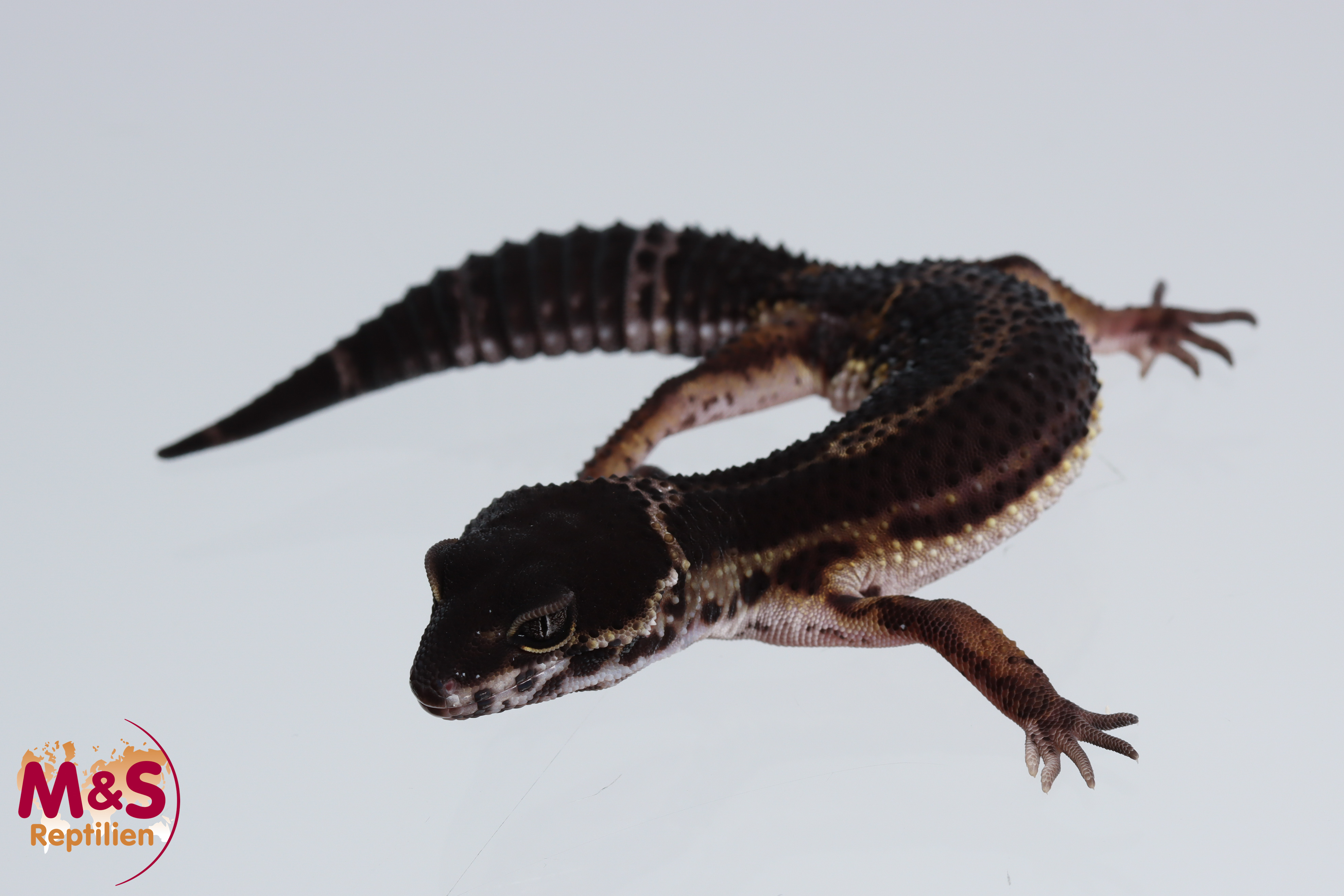 0.1 (Female) Black Night Leopardgecko NZ´24 (medium) E. macularius (Originalbild)