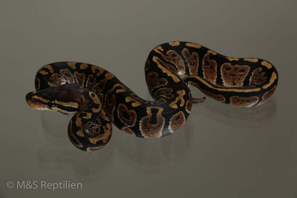 Female (0.1) Circle Ball NZ´M&S´15 Python regius