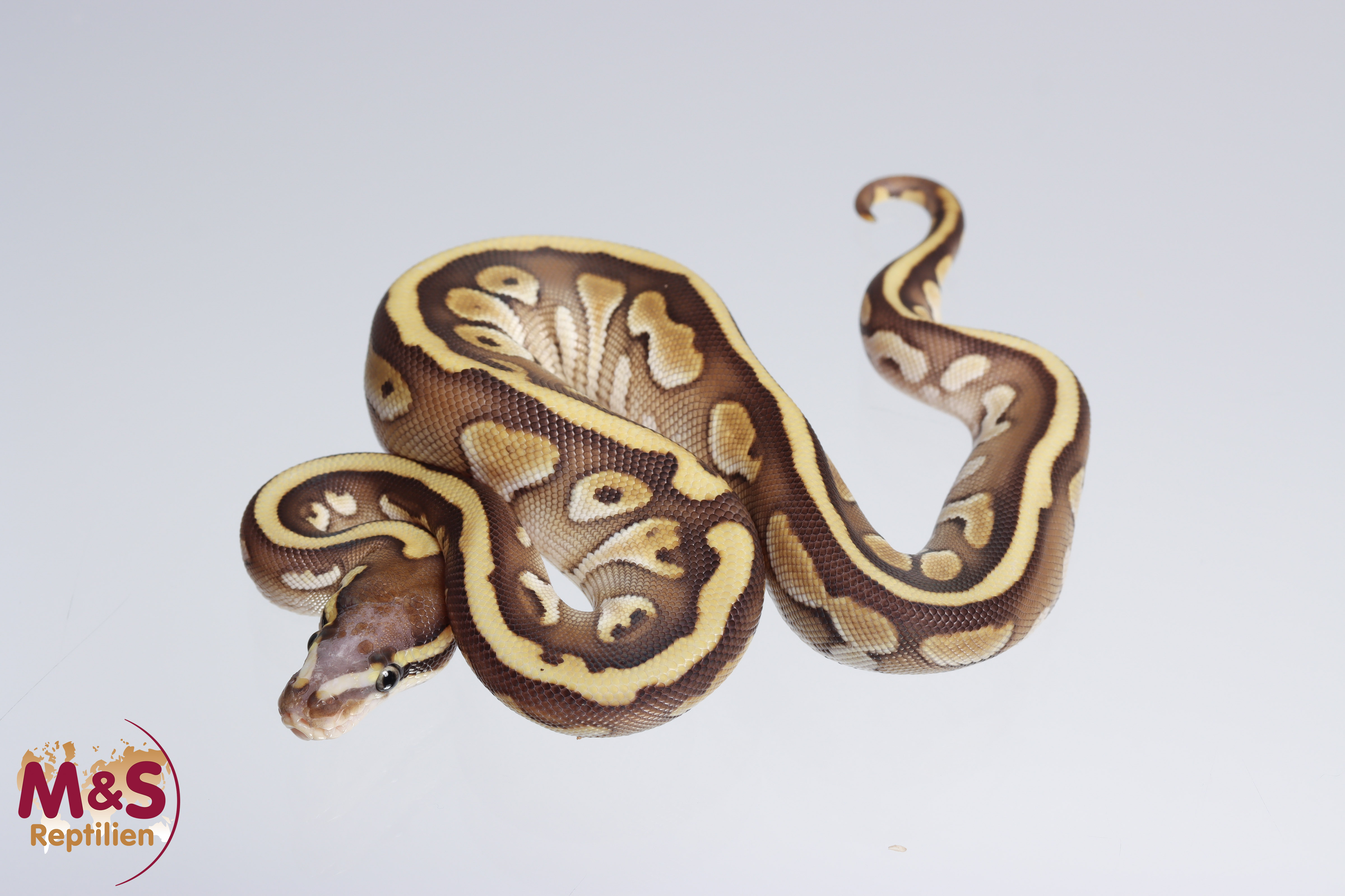1.0 (Male) Scaleless Head - Butter - Creme Königspython NZ´M&S´22 Python regius