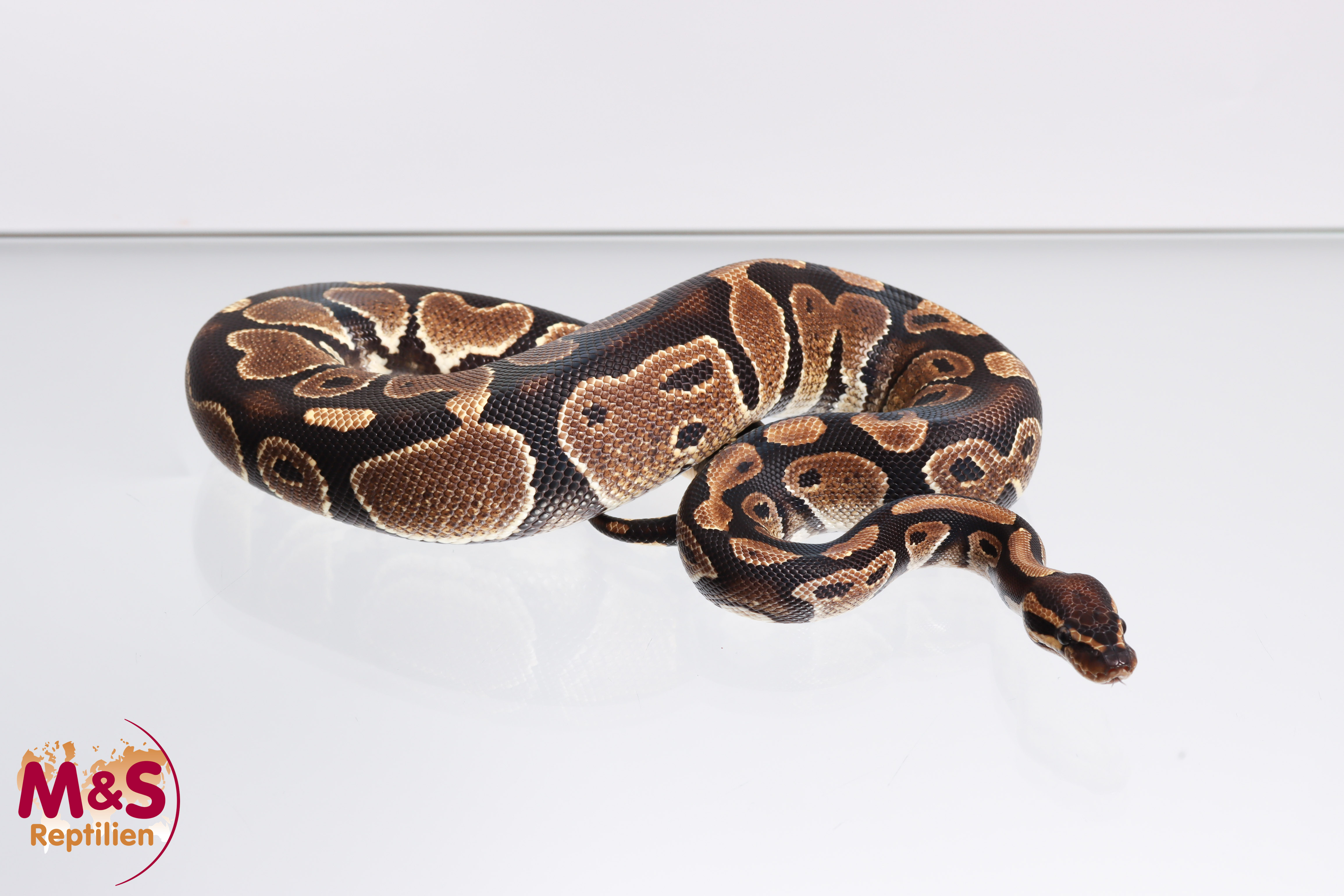 1.0 (Male) Special 100% hetero Piebald Königspython DNZ´21 Python regius