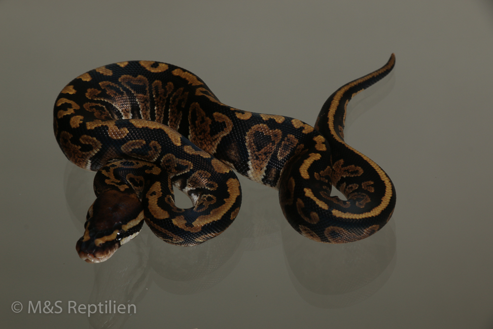 Male (1.0) Poss Super Circle Ball NZ´M&S´15 Python regius