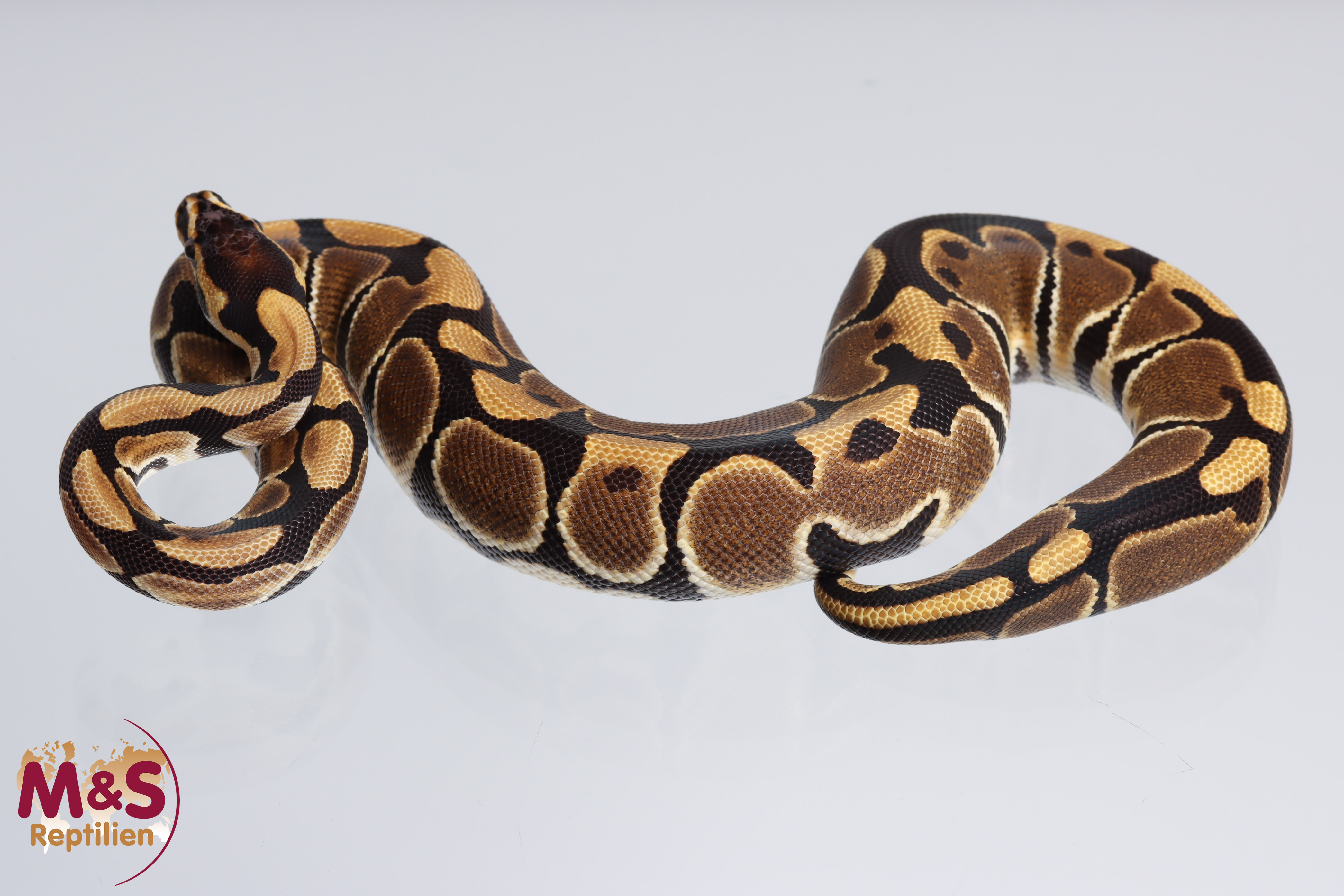 1.0 (Male) Scaleless Head 100 % hetero Albino Königspython NZ´M&S´22 Python regius