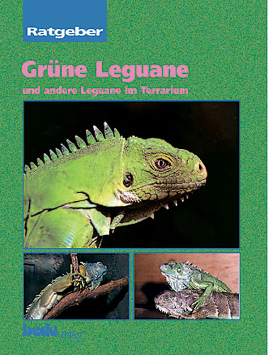 antiquarischer Restposten: Grüne Leguane und andere Leguane im Terrarium - Ratgeber