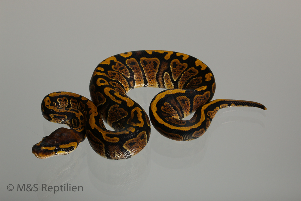 0.1 ( Female) Super Circle Königspython NZ´M&S´16 Python regius