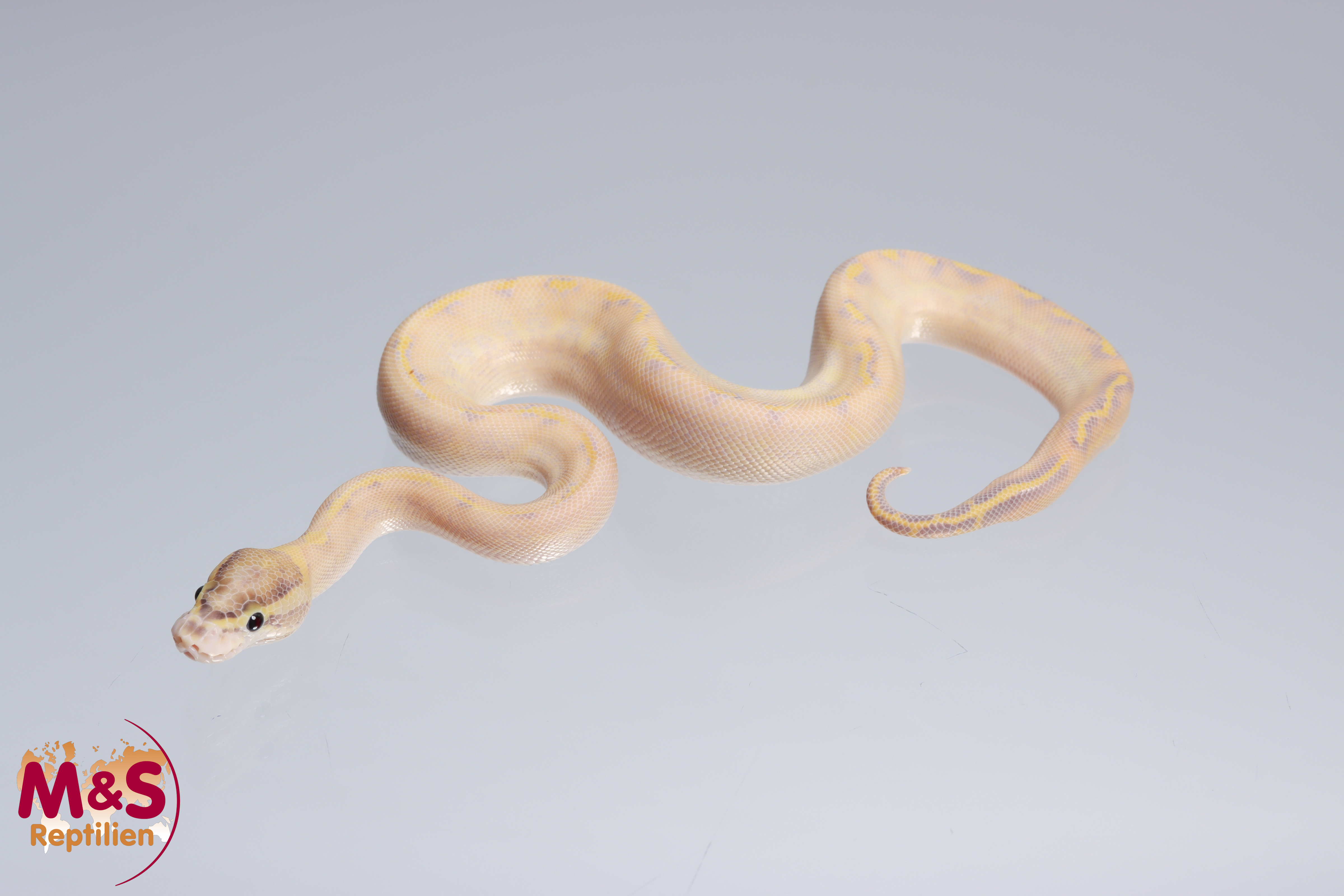 1.0 (Male) Highway (Gravel - Yellowbelly) - poss. Enchi - poss. Phantom Königspython NZ´M&S´22 Pytho