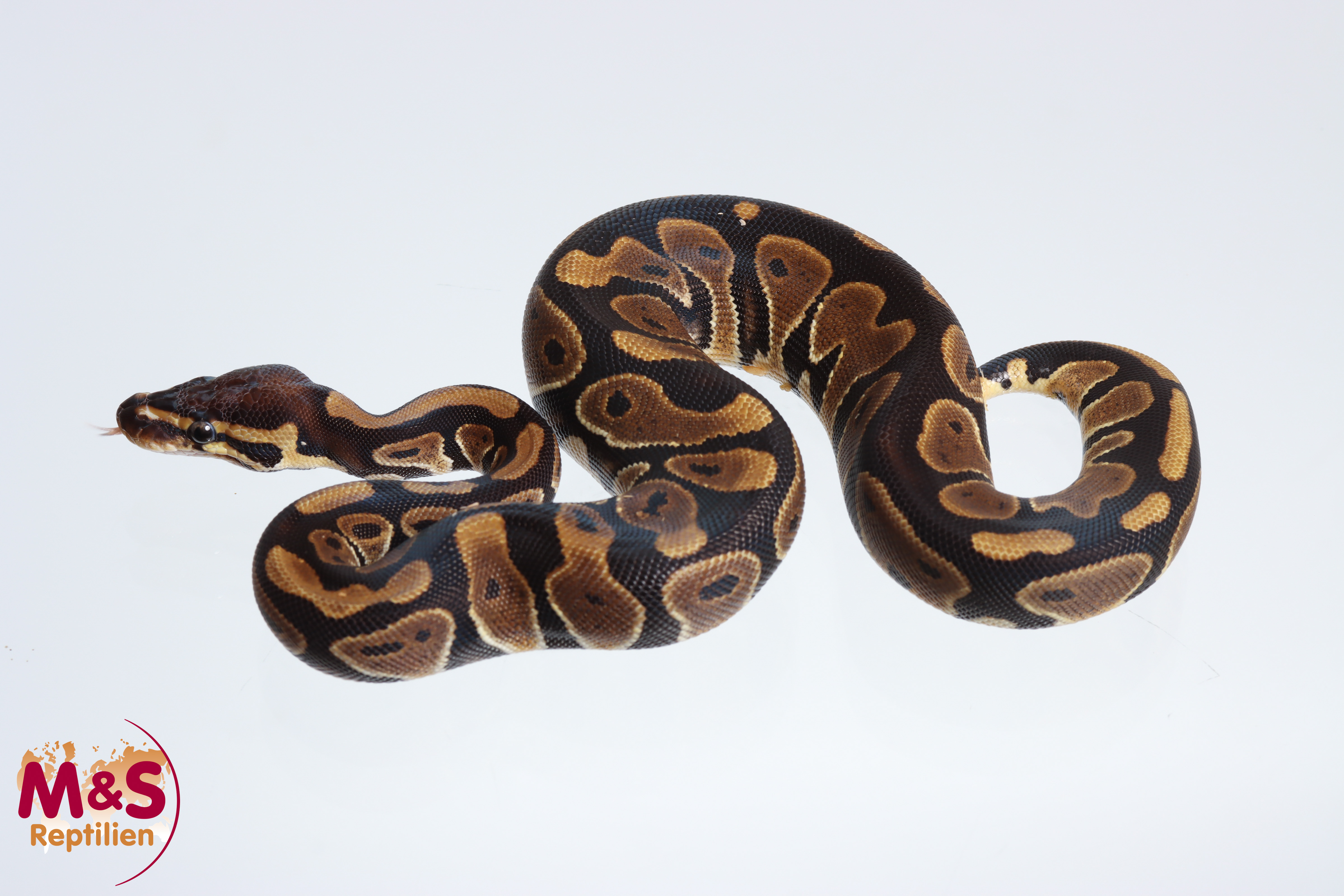 1.0 (Male) Scaleless Head 66% hetero Piebald Königspython NZ´M&S´24 Python regius