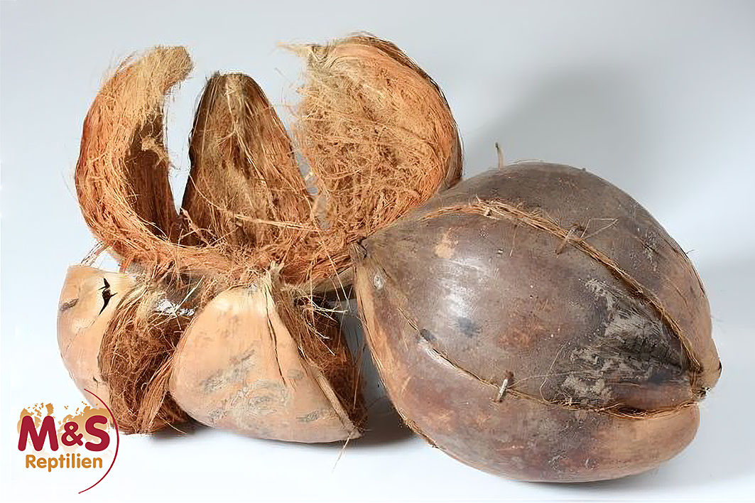 Kokosnussschale / Coconutshell