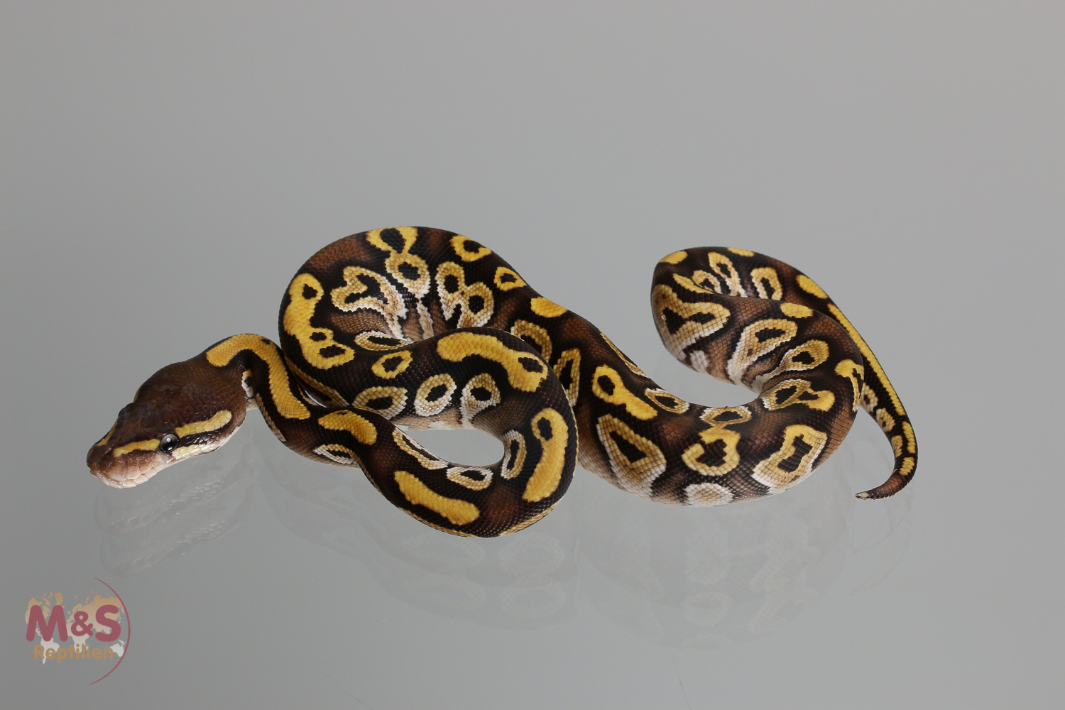 0.1 ( Female) Mojave poss Gravel  Königspython NZ´M&S´17 Python regius