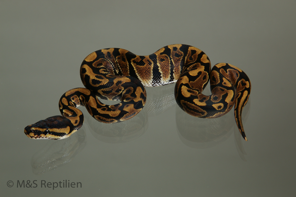 Male (1.0) Gravel (Highway-Maker) NZ´M&S´15 Python regius