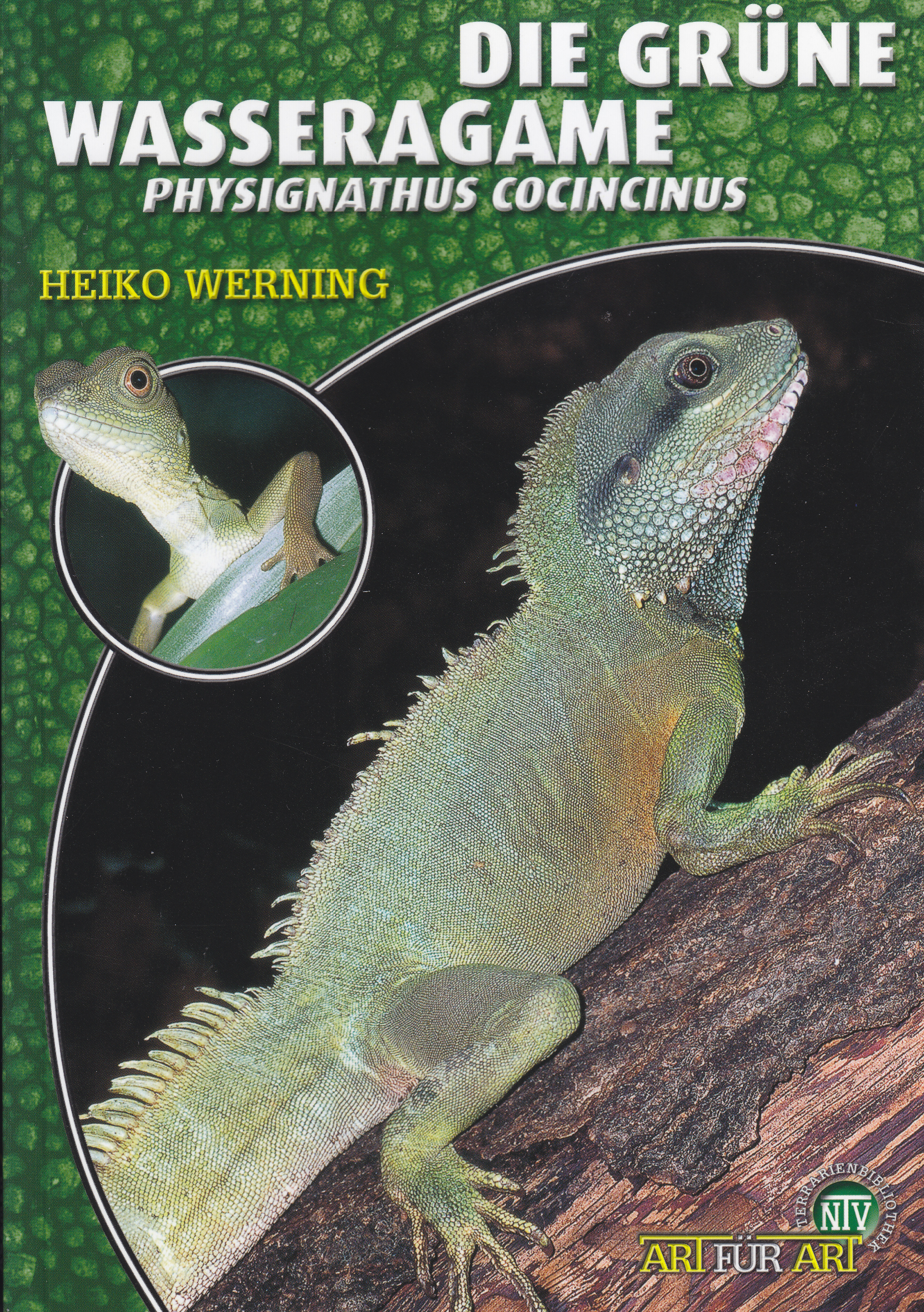 Die grüne Wasseragame - Physignathus cocincinus (Heiko Werning)