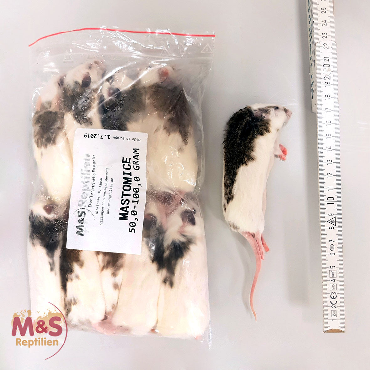 1x (einzelne) Vielzitzenmaus ( Mastomys) , gefroren, ca. 30-50g (small-medium)