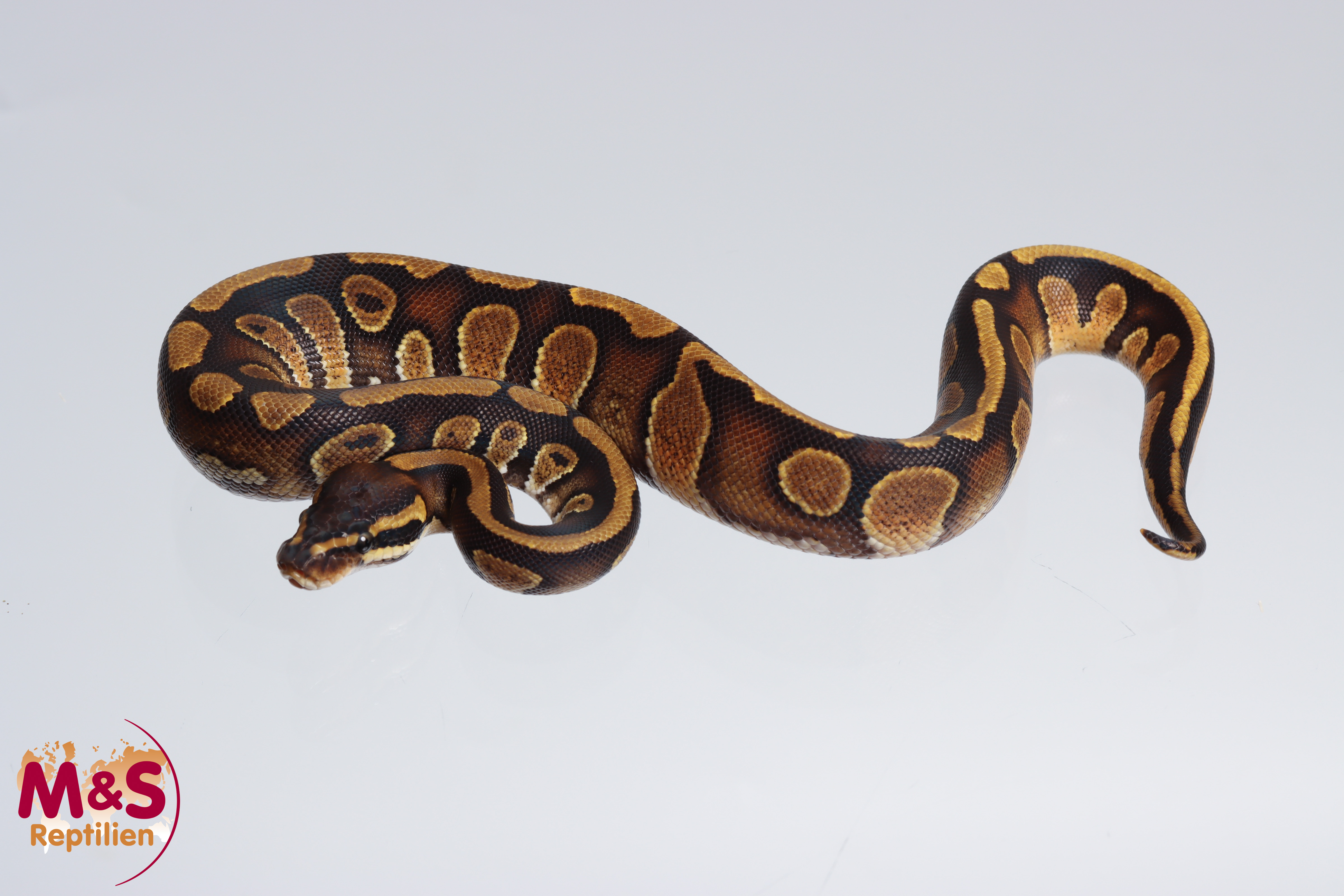 1.0 (Male) Enchi Stranger Königspython NZ´M&S´24 Python regius