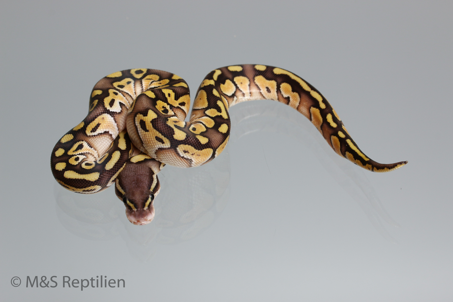 1.0 (Male) Lesser-Pastel 50% hetero Sunset Königspython NZ´M&S´16 Python regius
