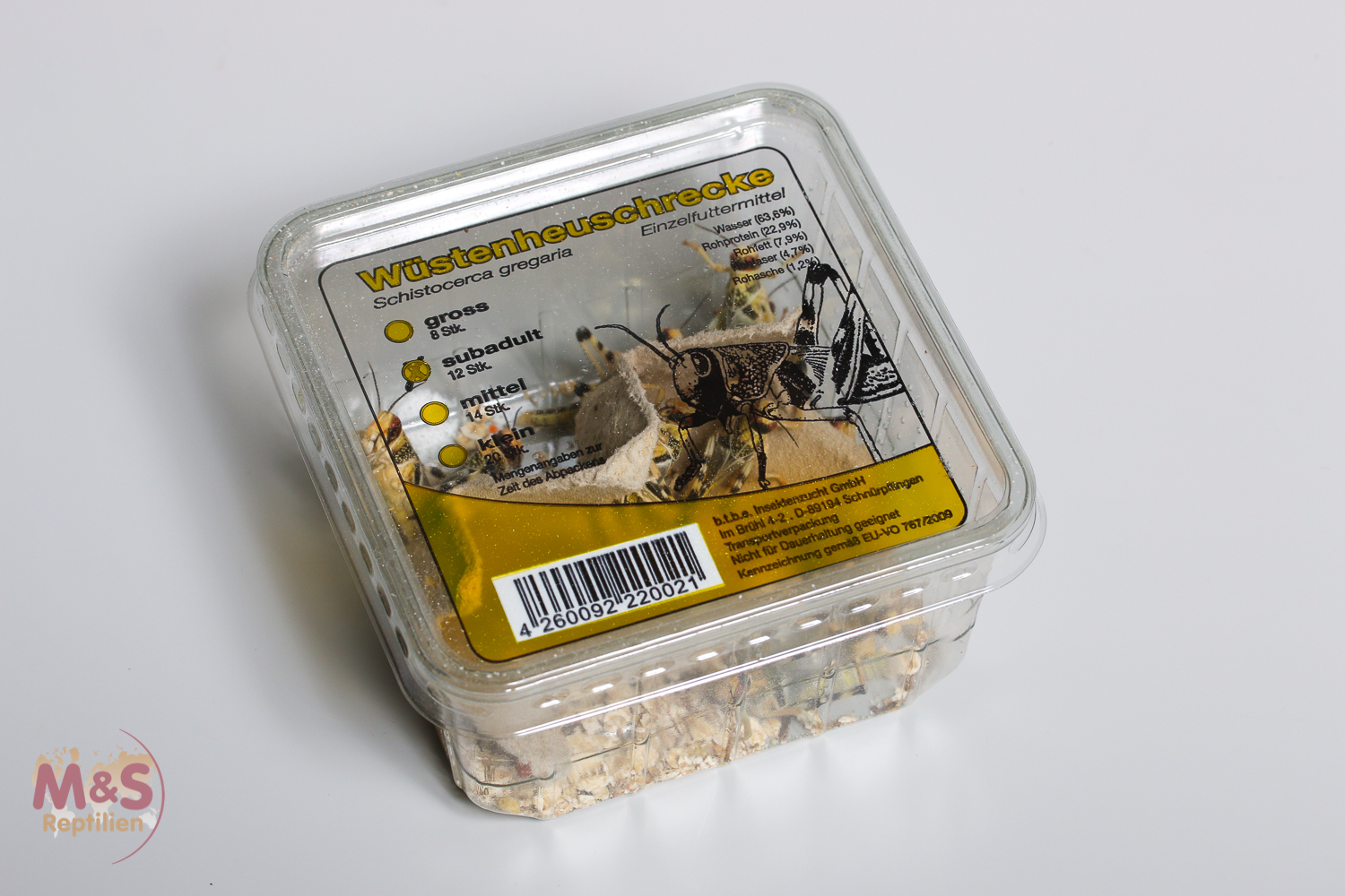 Wüstenheuschrecken, SUBADULT