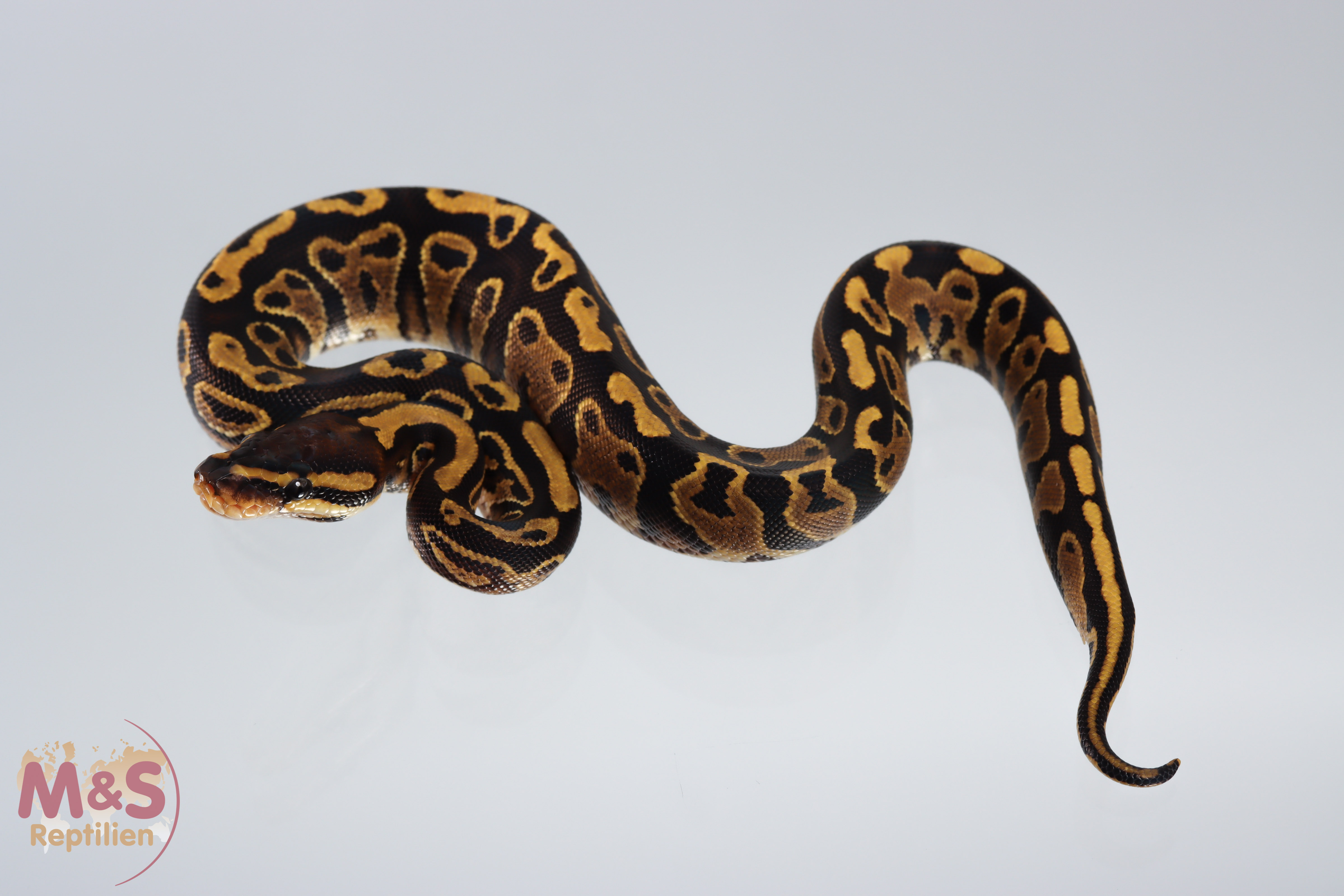 0.1 (Female) Gravel Königspython NZ´M&S´21 Python regius