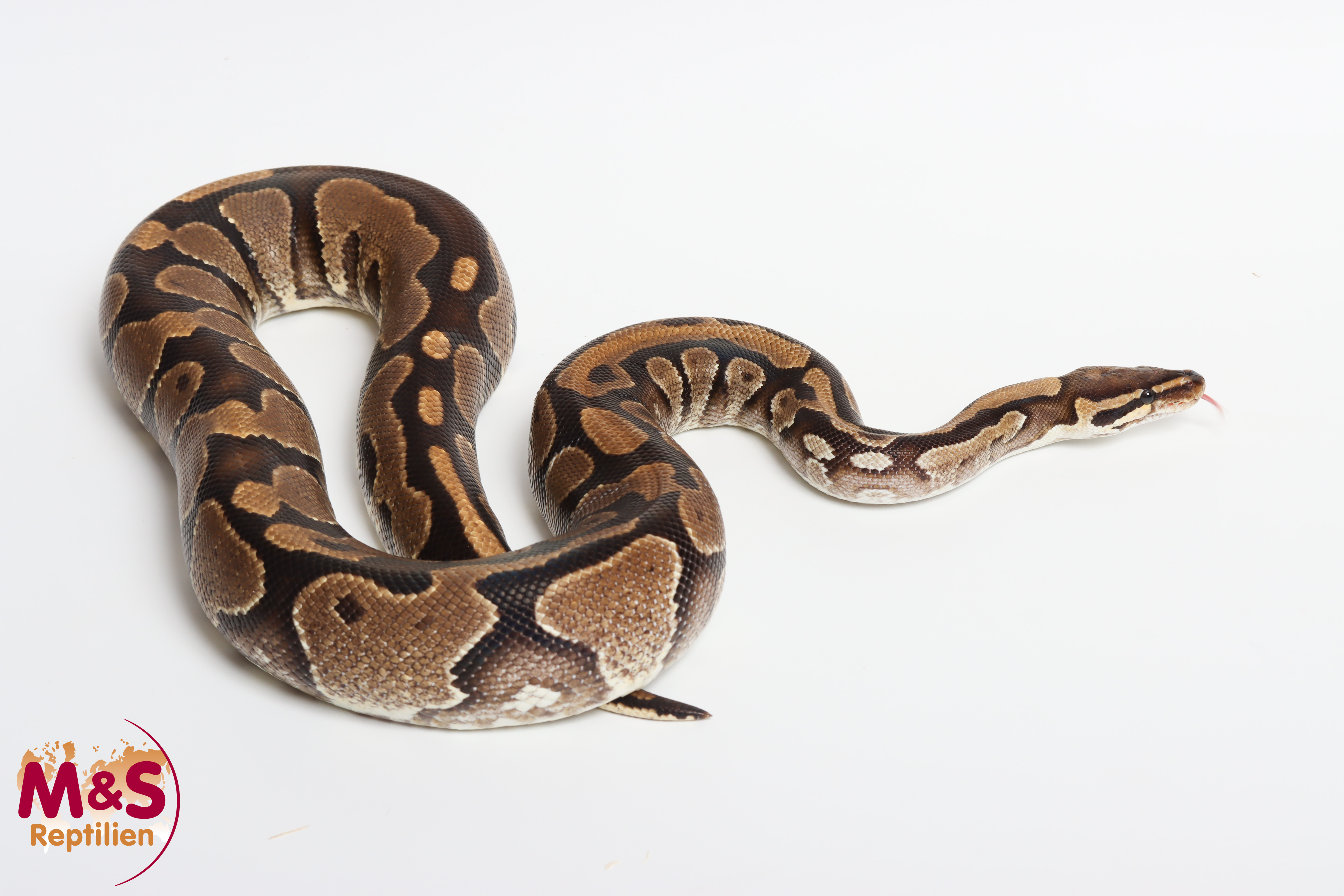 0.1 (Female)  Specter / SS-Macker NZ'DSV´15 Python regius
