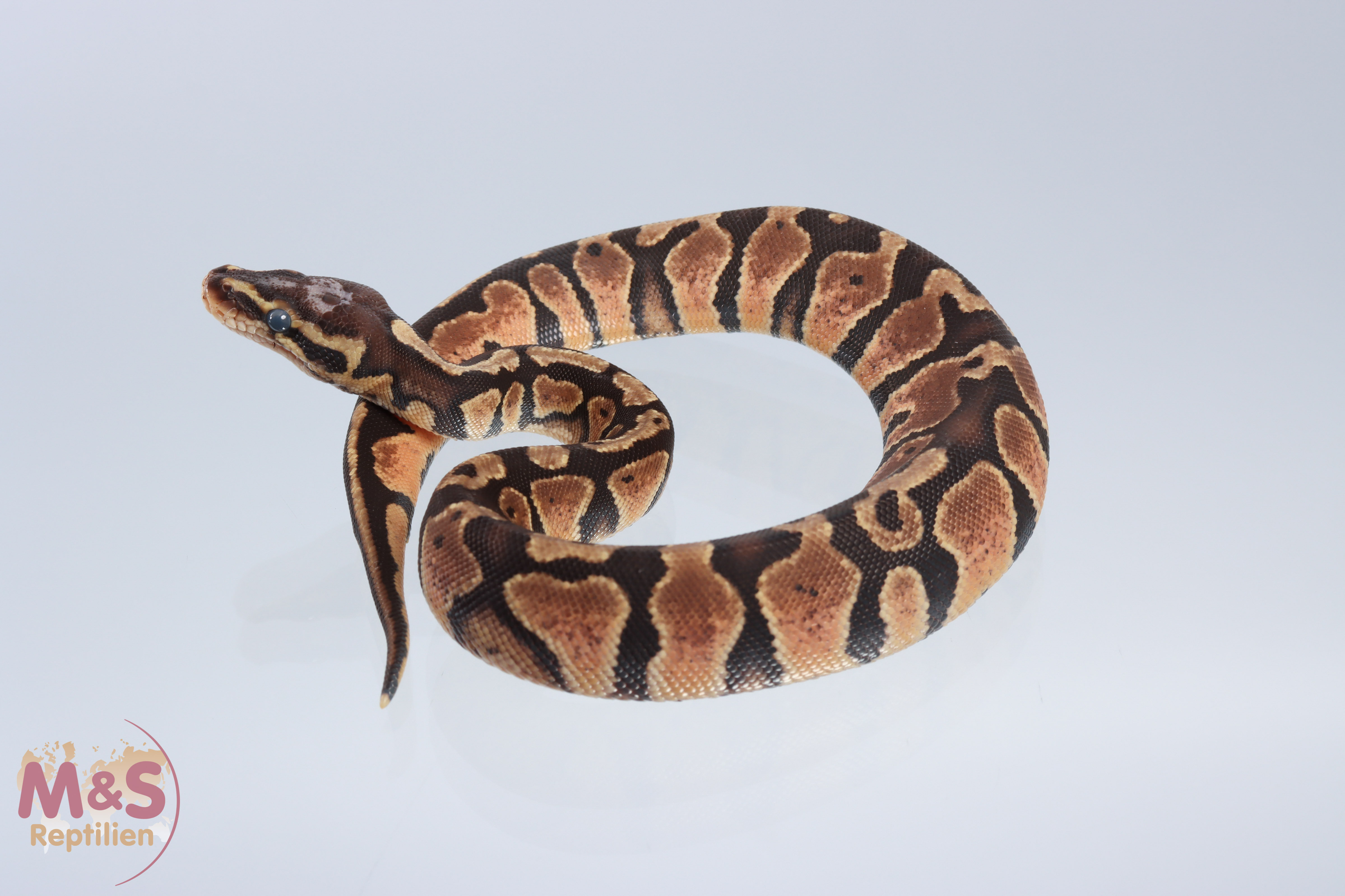 1.0 (Male) Pastel - Scaleless Head Königspython DNZ´20 Python regius