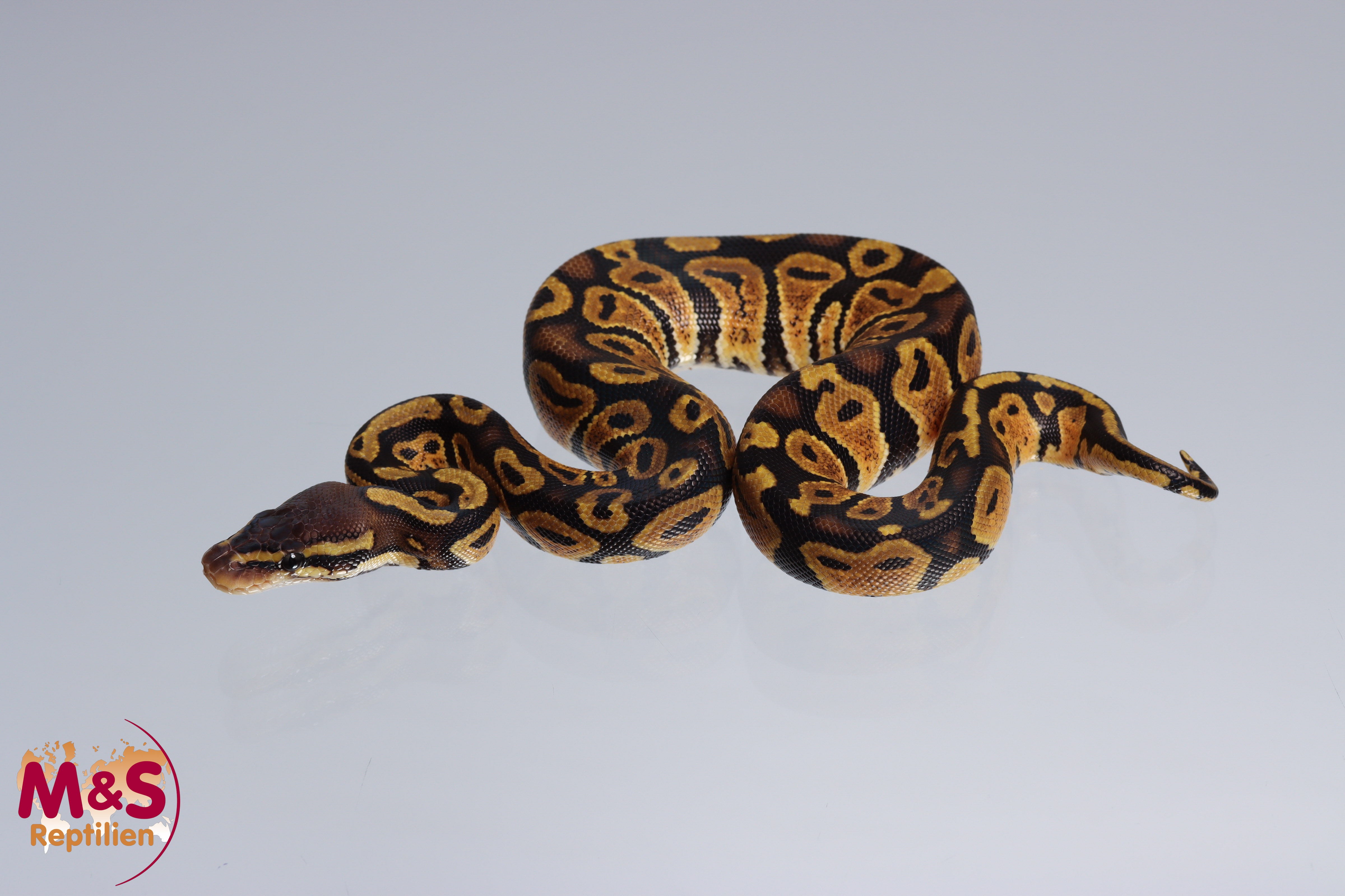 0.1 (Female) Pastel 66% poss. hetero Ultramel Königspython NZ´M&S´22 Python regius