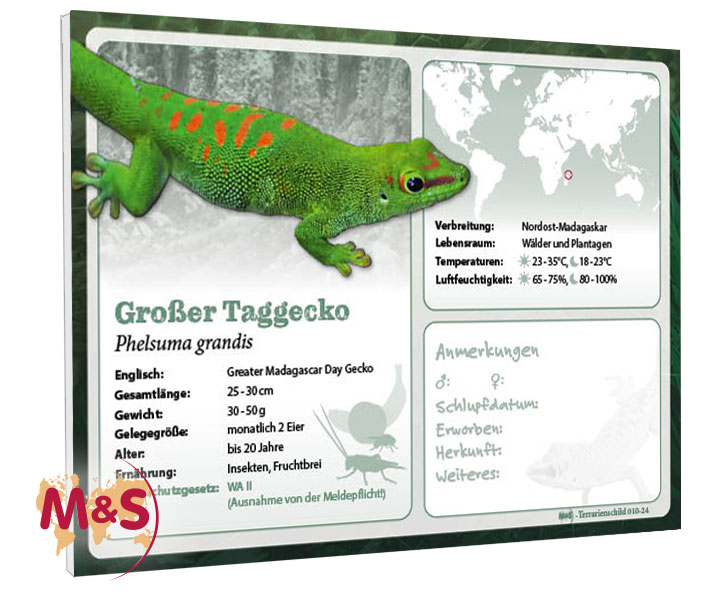 Terrarienschild (Zooschild) Großer Taggecko, Phelsuma grandis