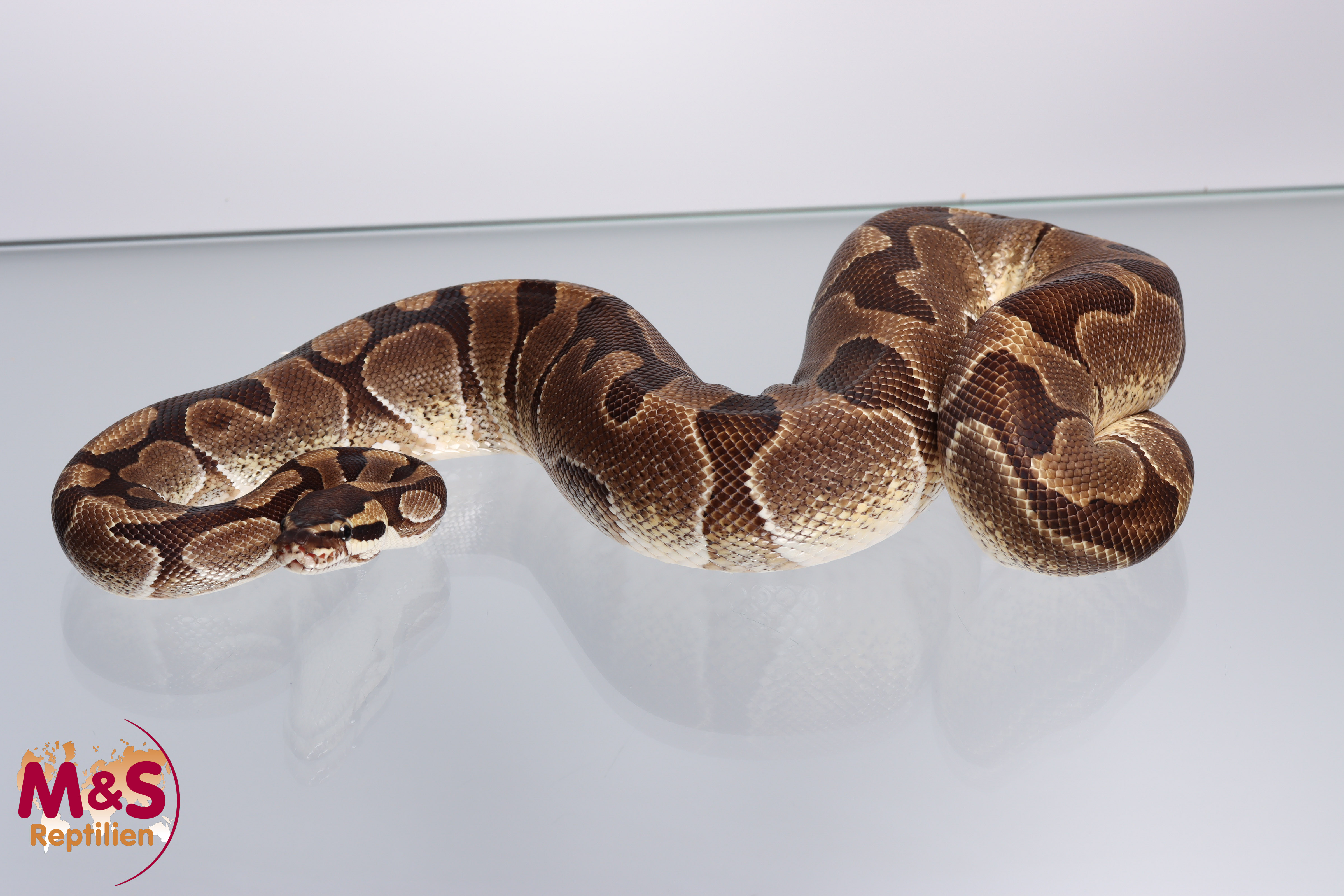 1.0 (Male) Enchi poss. hetero Albino NZ´M&S´19 Python regius