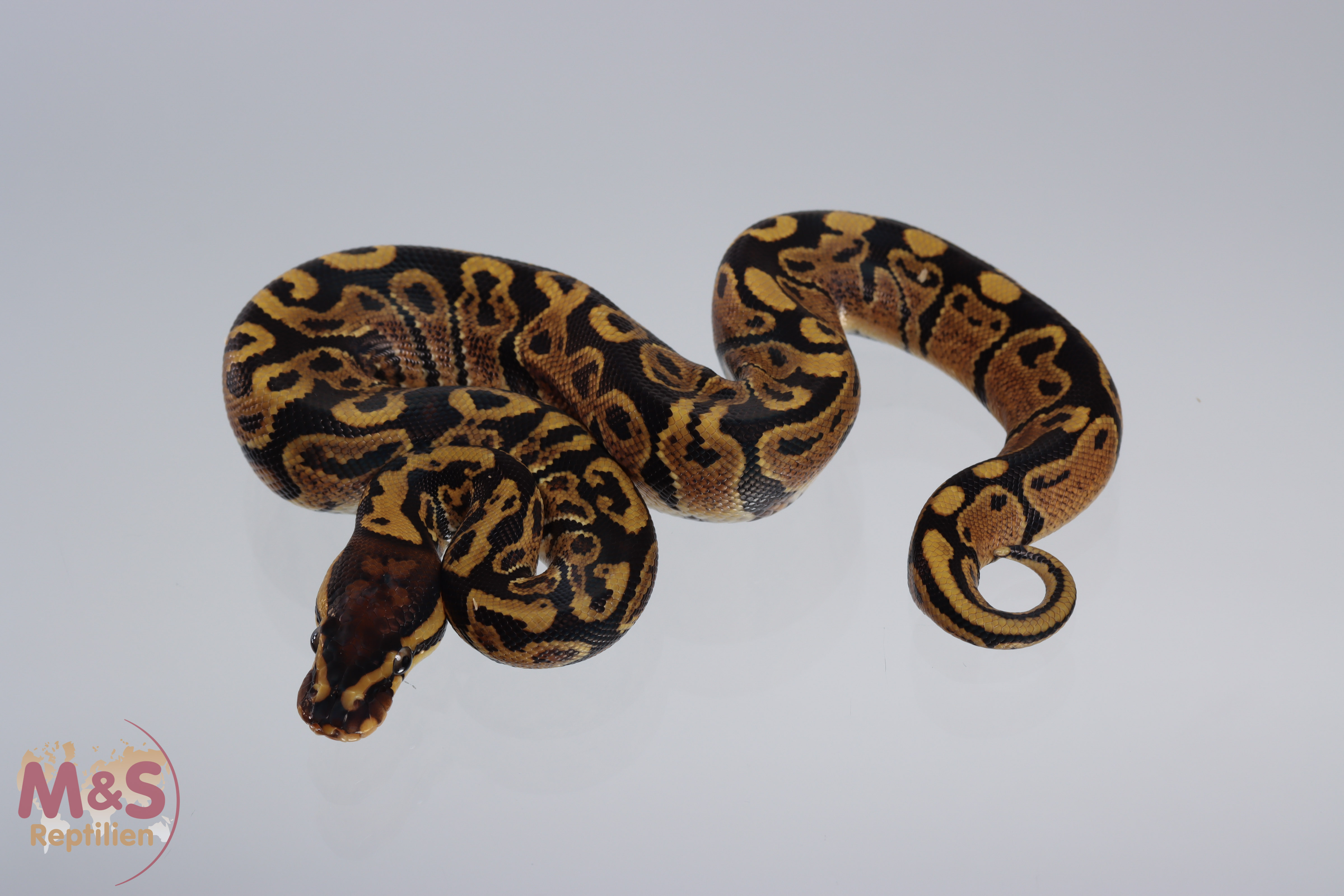 1.0 (Male) Gravel Königspython NZ´M&S´21 Python regius