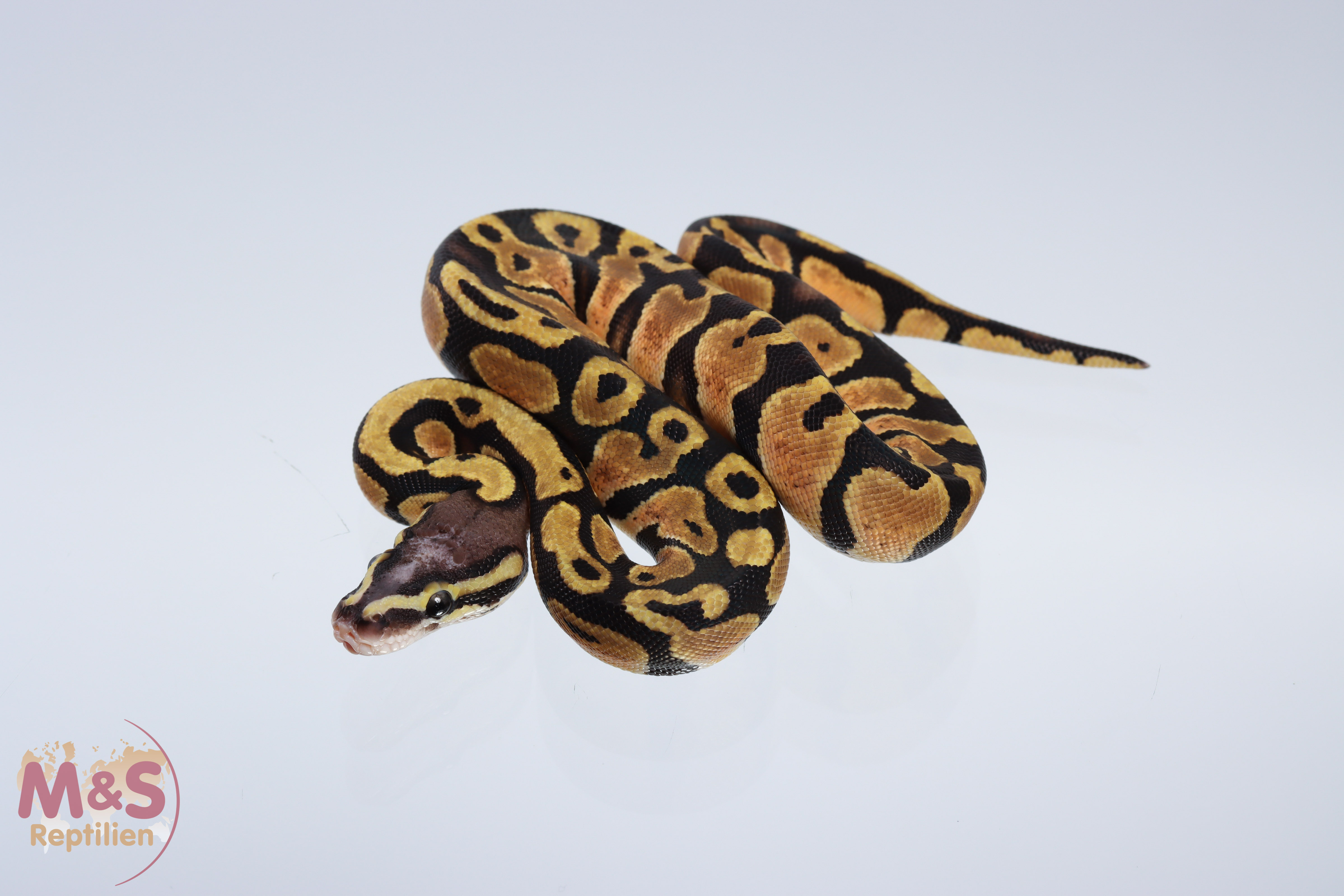 0.1 (Female) Pastel - Scaleless Head Königspython DNZ´20 Python regius