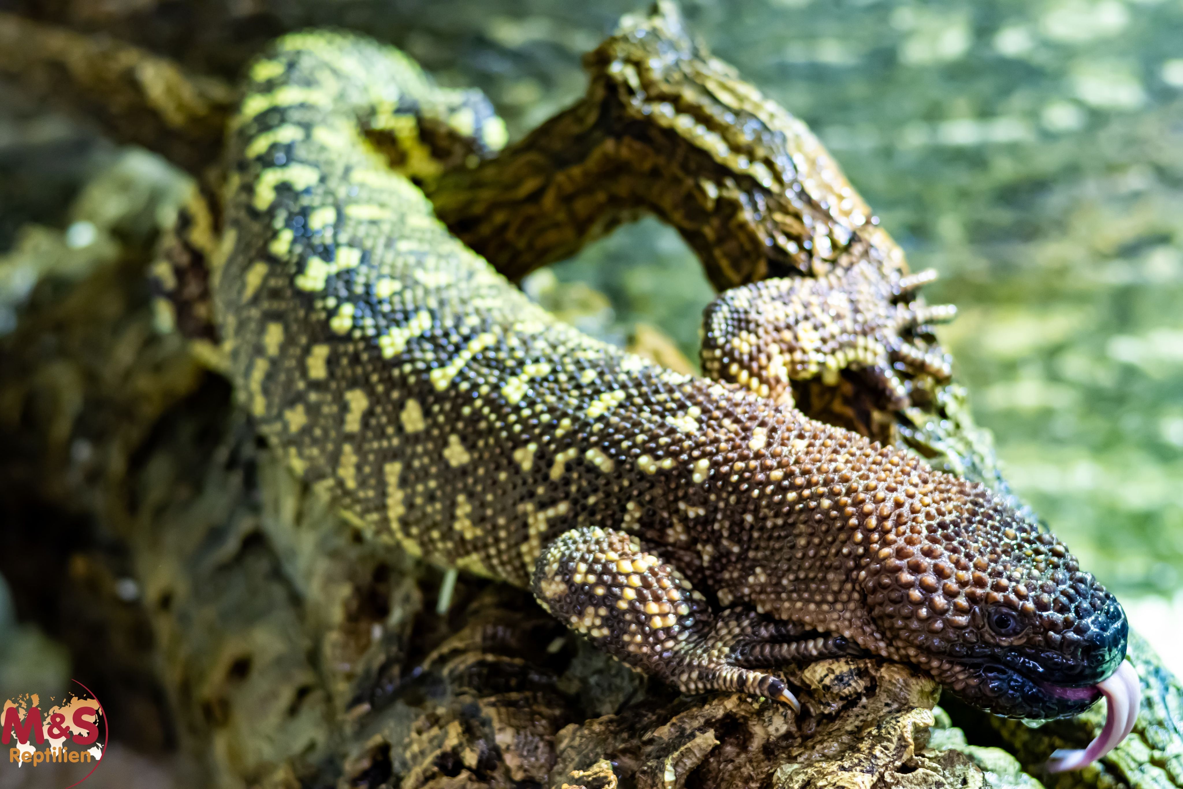 1.0 (Male) Skorpion Krustenechse ( ca. 75 cm ) NZ´18 Heloderma horridum exasperatum (Originalbild)