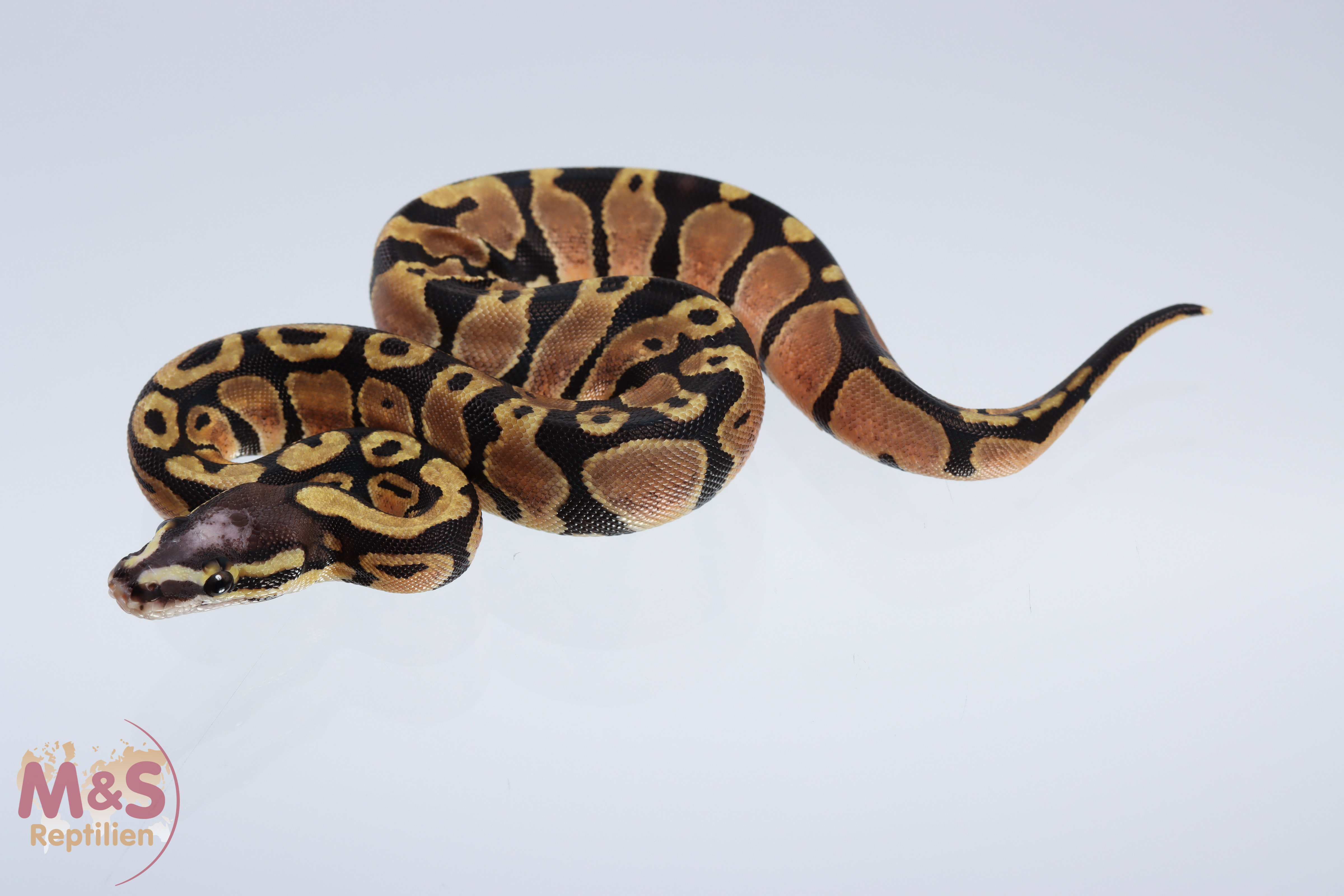 0.1 (Female) Scaleless Head Königspython DNZ´20 Python regius