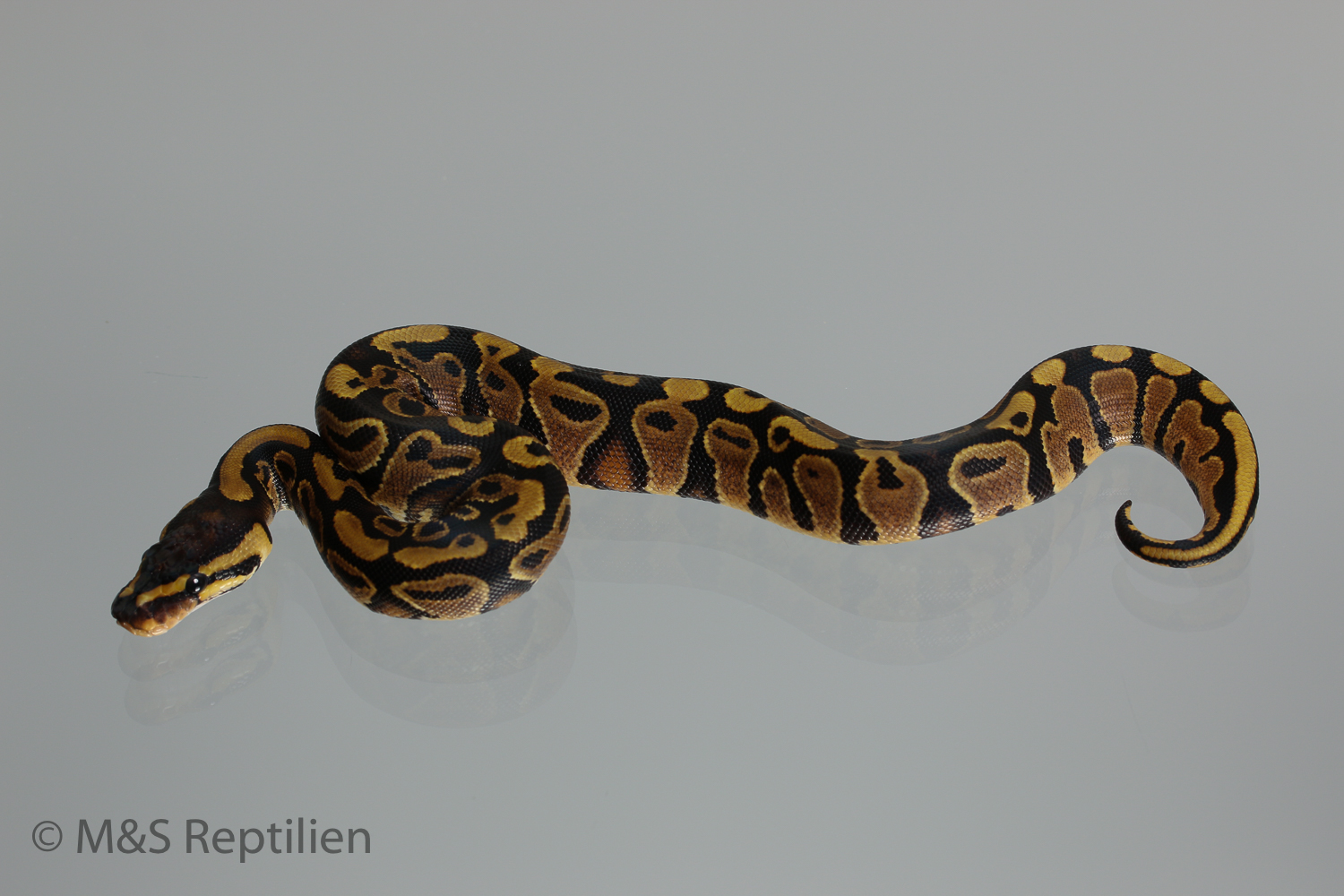 0.1 ( Female)  Poss.Gravel  Königspython NZ´M&S´16 Python regius